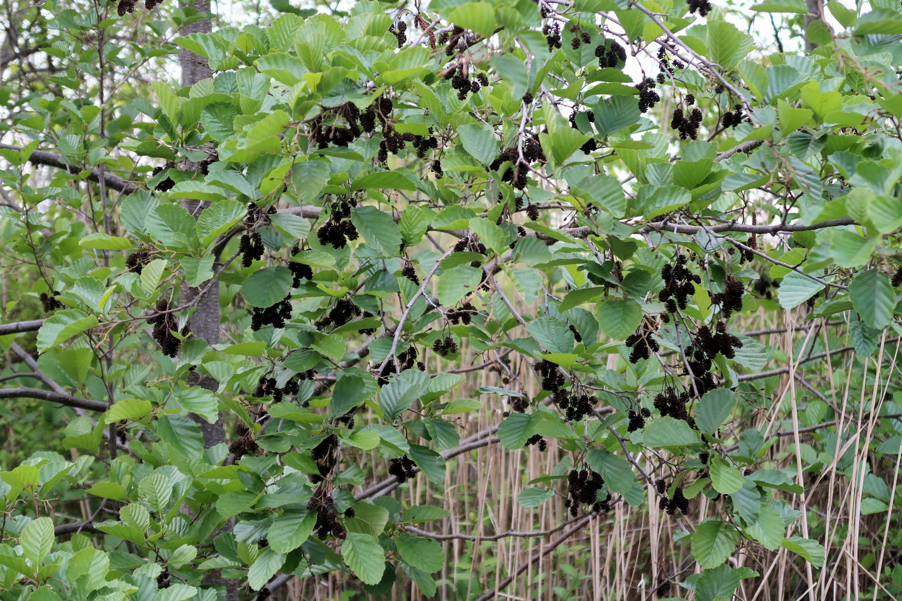 20170513190157017 European aka Black Alder (Alnus glutinosa) - Wayne Co, MI.JPG