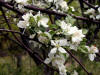 200005061001 apple blossoms.jpg