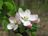 20070505125765 Apple Tree (Malus L.) with white and pink flowers - Oakland Co.JPG