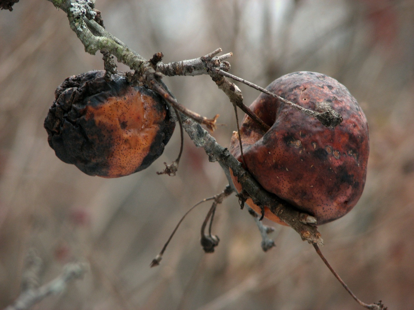 20071209141821 apples gone wild in december for the animals - bald mountain ra.jpg