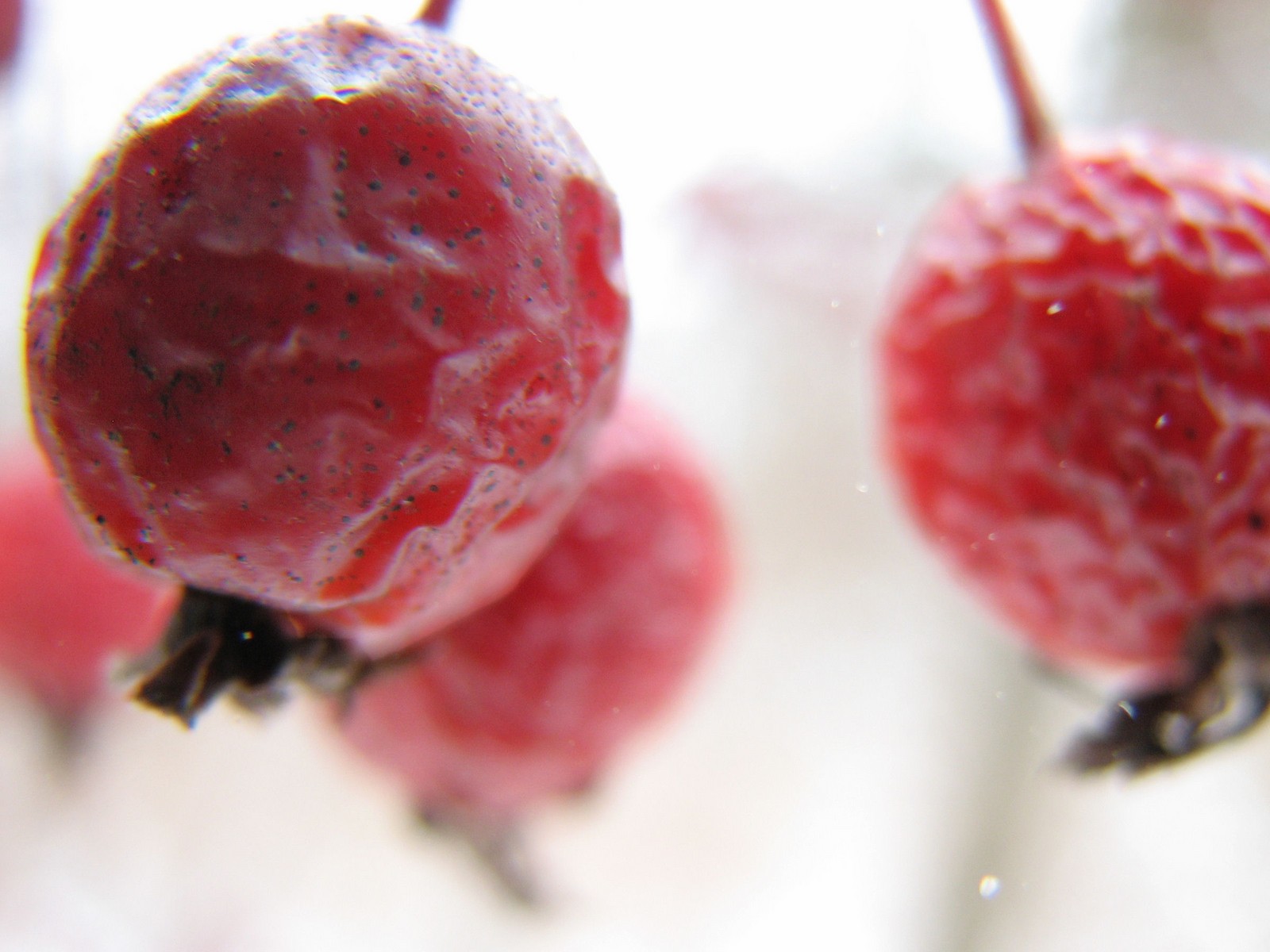 20100227152103 Crabapple (Malus spp.) red fruit on shrub - Bald Moutain RA.JPG