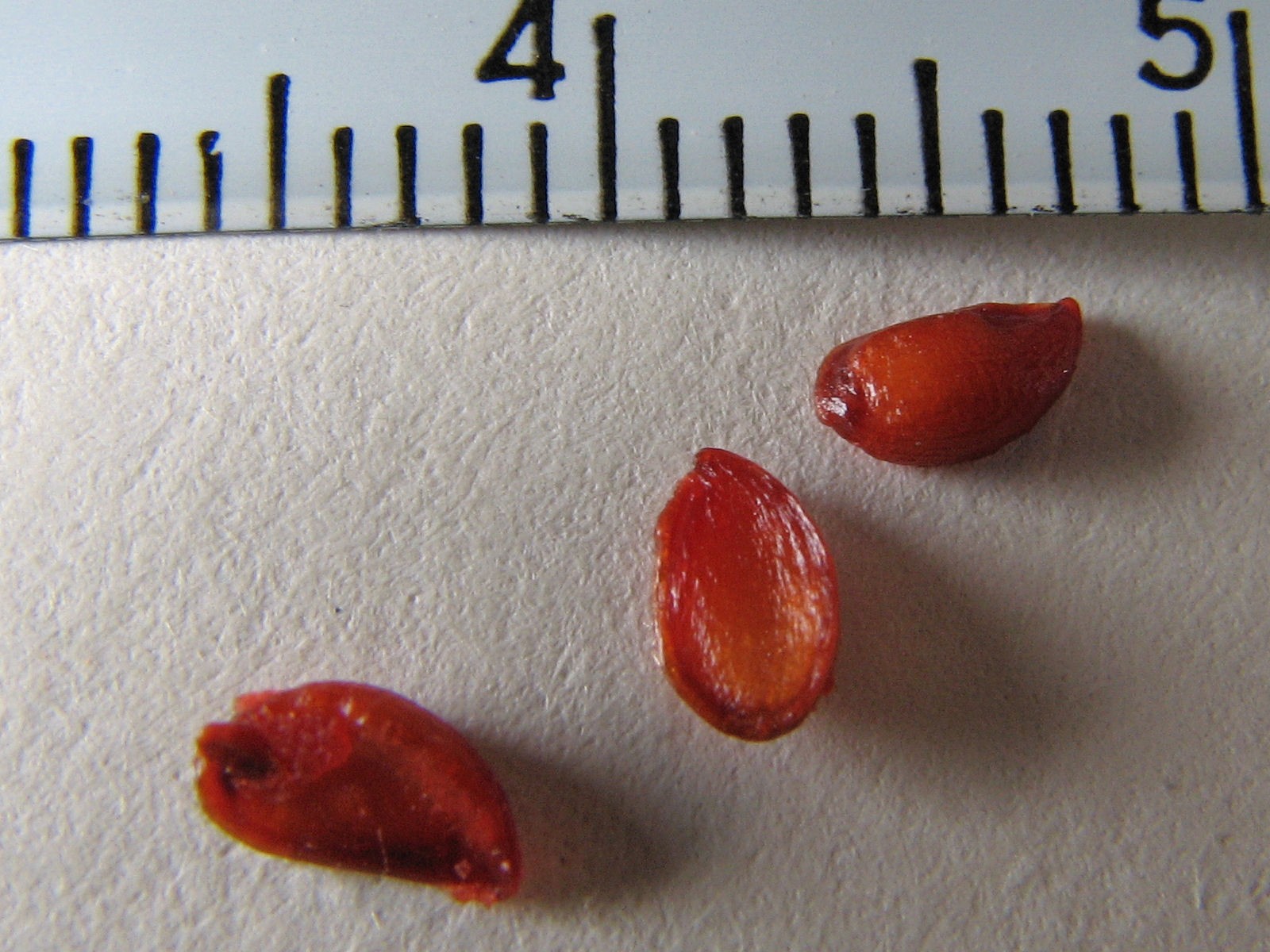 20100302142102 Crabapple (Malus spp.) seeds - Bald Mountain RA.JPG
