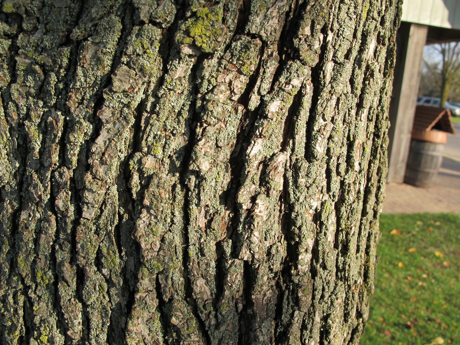 201211041513020 Crabapple (Malus ) tree bark - Frankenmuth.JPG