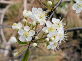 Pin Cherry/200604291622 Pin Cherry (Prunus pensylvanica) - Isabella Co.JPG