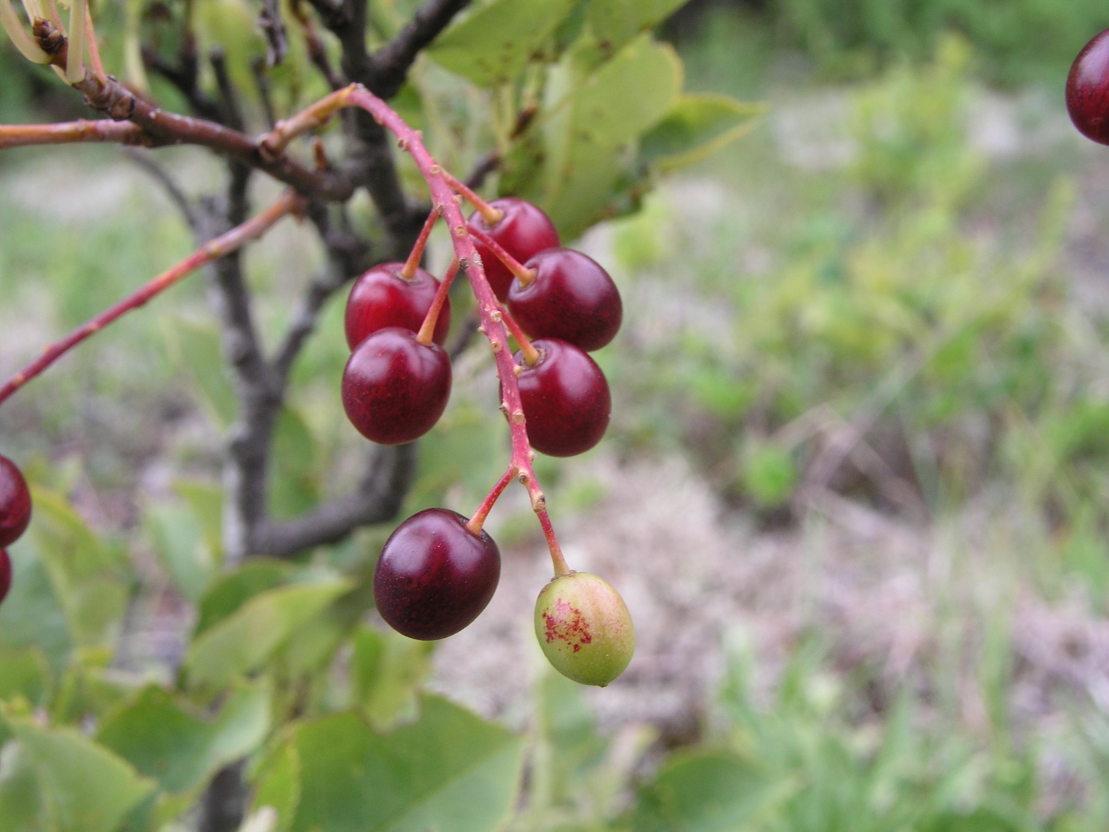 200508048688 Sand Cherry (Prunus pumila L.) - Misery Bay, Manitoulin.jpg