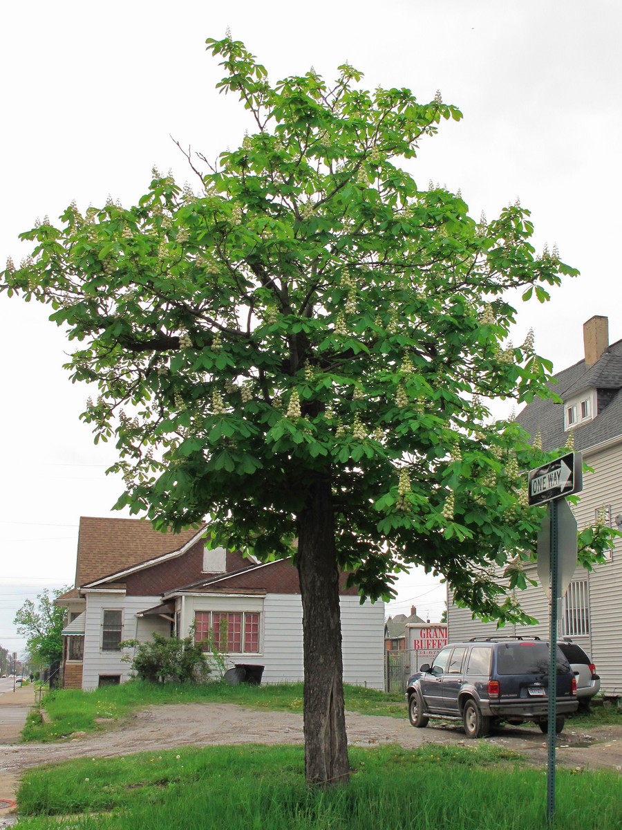 201105181804006 Horse Chestnut tree (Aesculus hippocastanum) - Detroit, Wayne Co.JPG