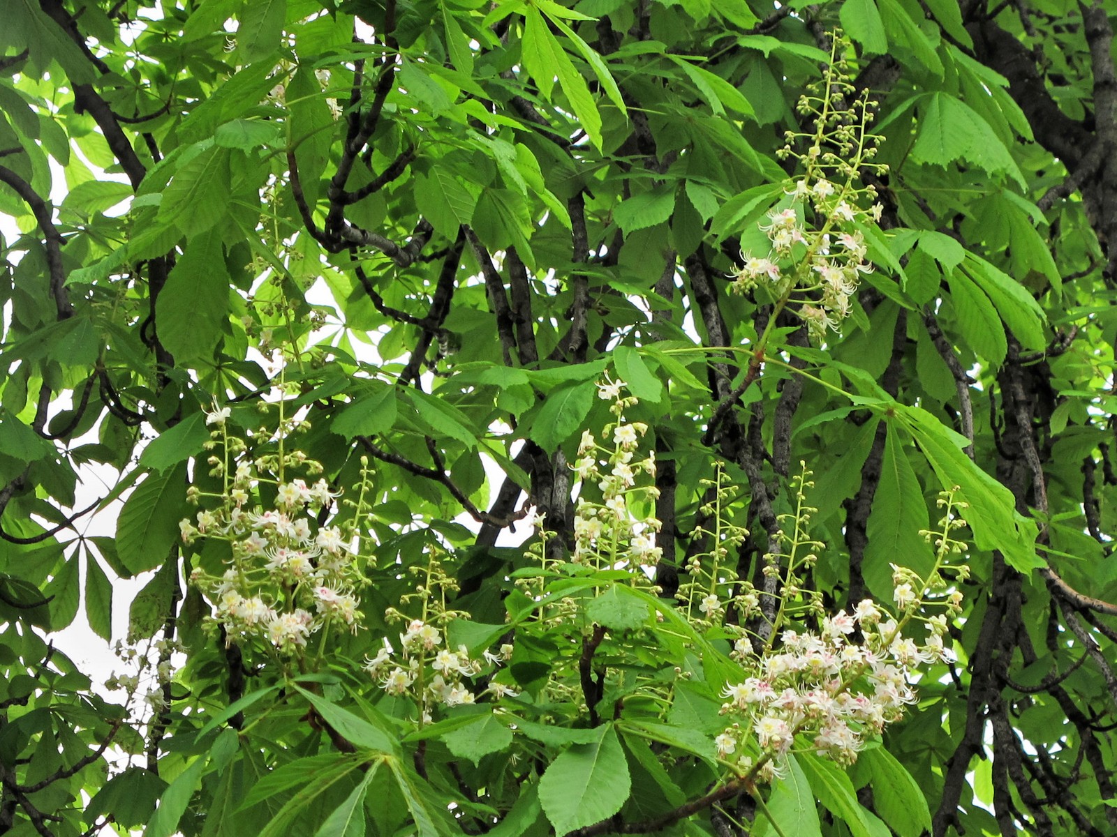 201105181805010b Horse Chestnut tree (Aesculus hippocastanum) - Detroit, Wayne Co.JPG