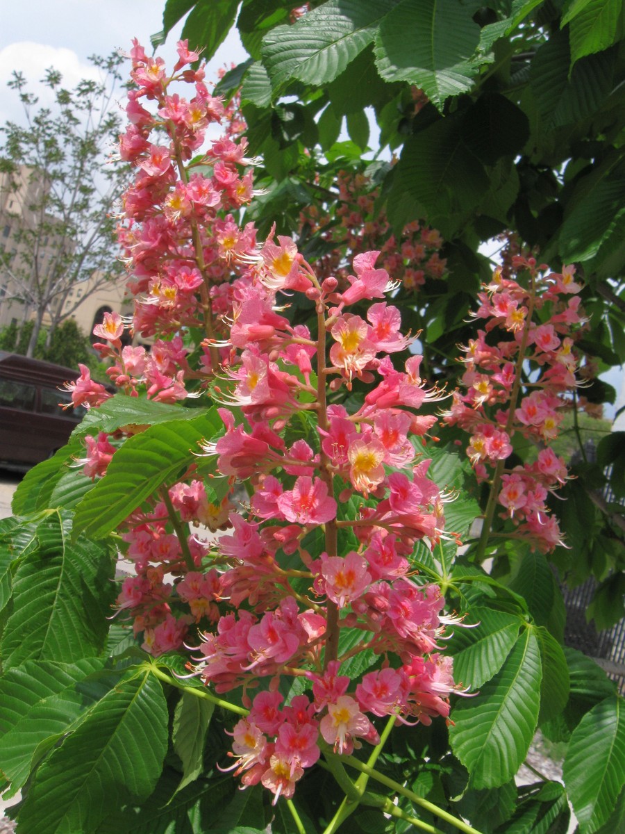 20110523124104 Chestnut Tree (Aesculus hippocastanum x pavia) with Pink Flowers - Detroit, Wayne Co.JPG