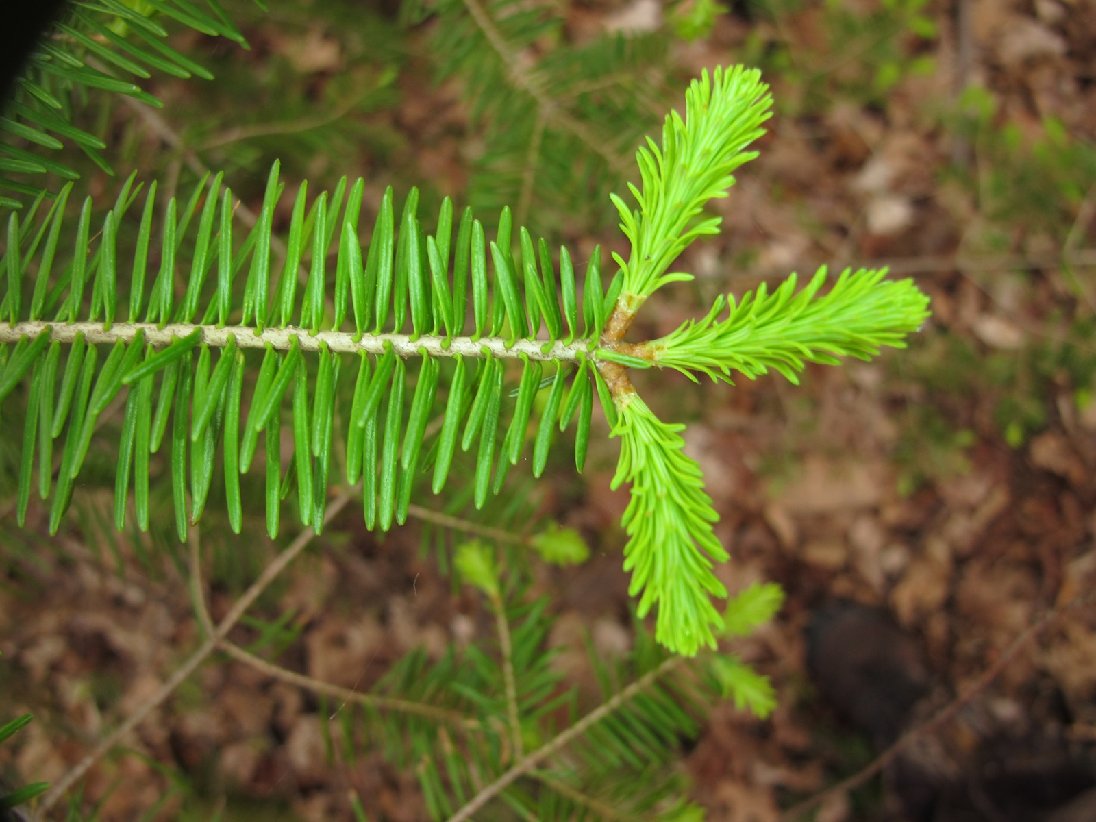 201105291944095  Balsam Fir (Abies balsamea) - Manitoulin Island, ON.JPG