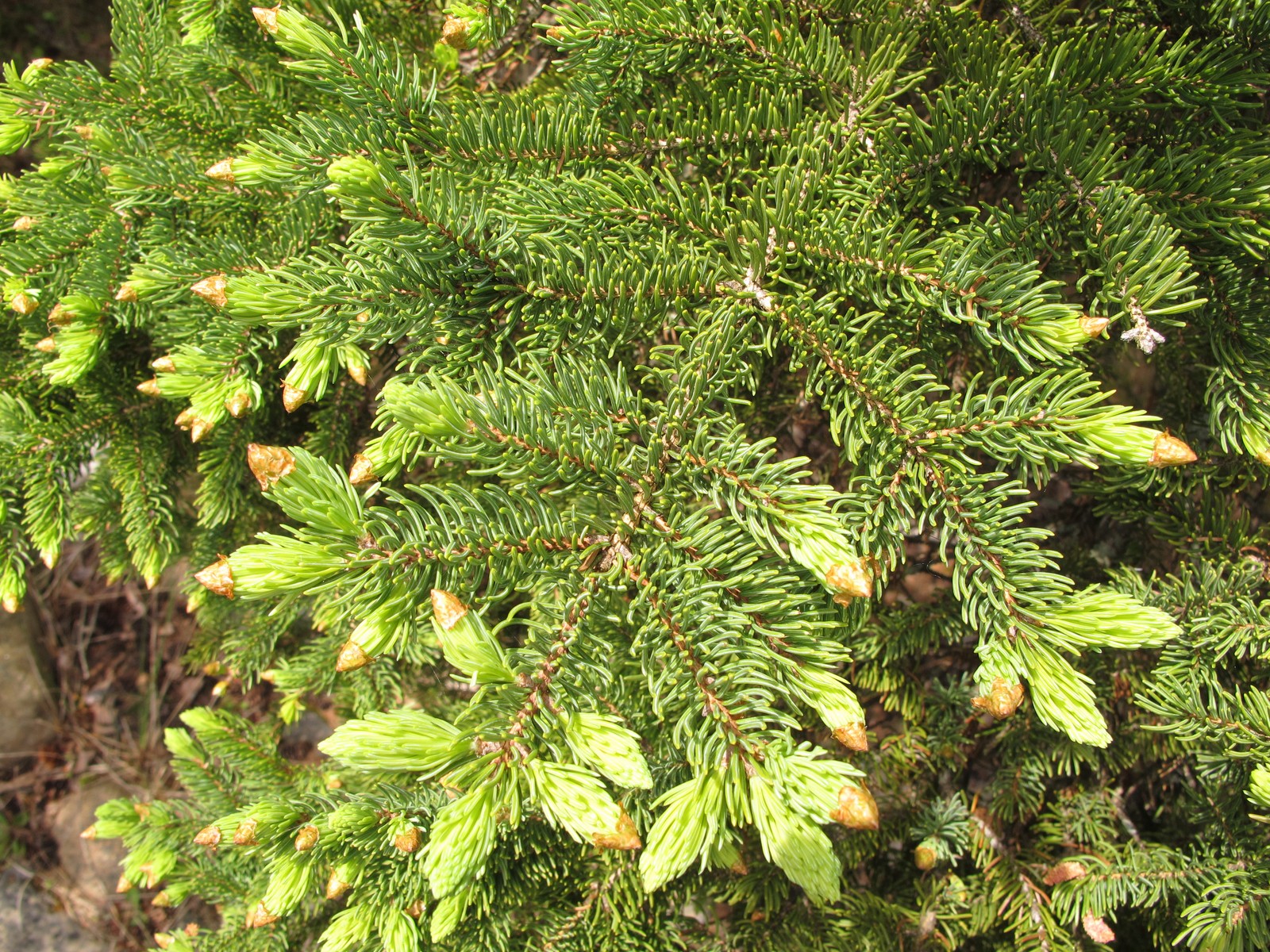 201106031154013  White Spruce (Picea glauca) - Manitoulin Island, ON.JPG