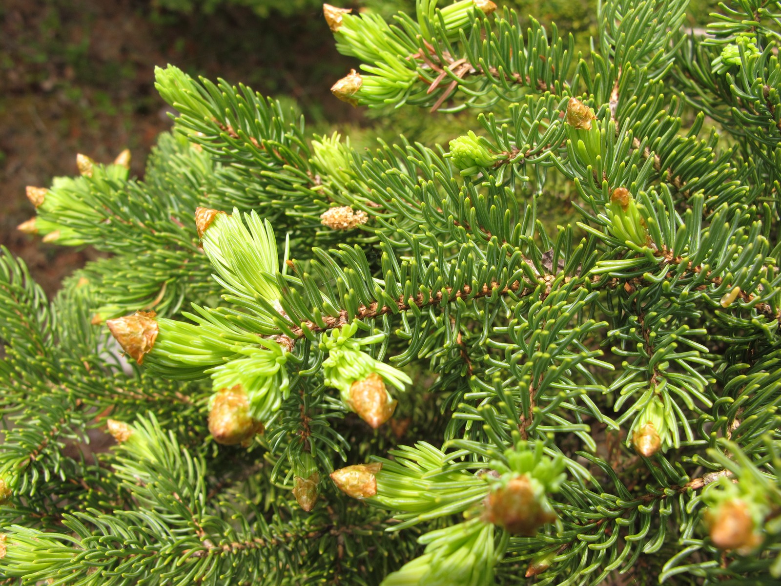 201106031154014  White Spruce (Picea glauca) - Manitoulin Island, ON.JPG