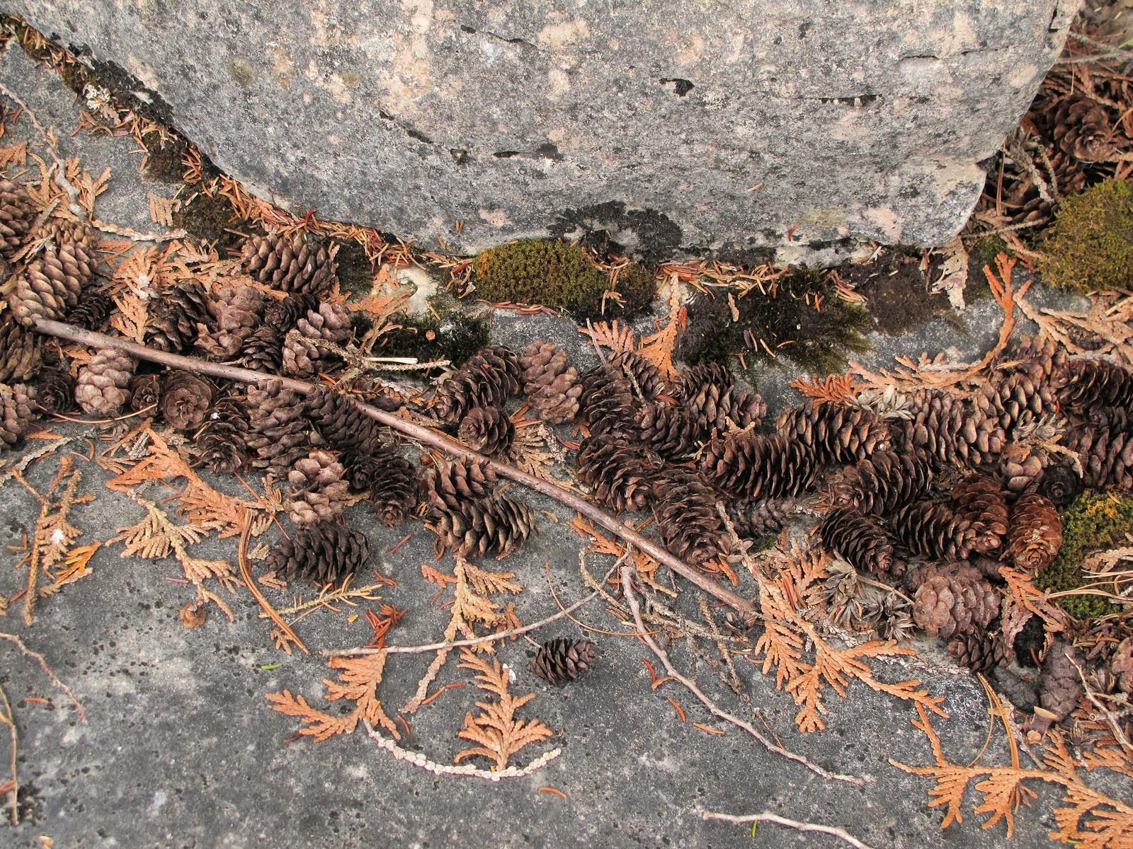 201107281347290 White Spruce cones (Picea glauca) - Misery Bay NP, Manitoulin Island, ON.JPG