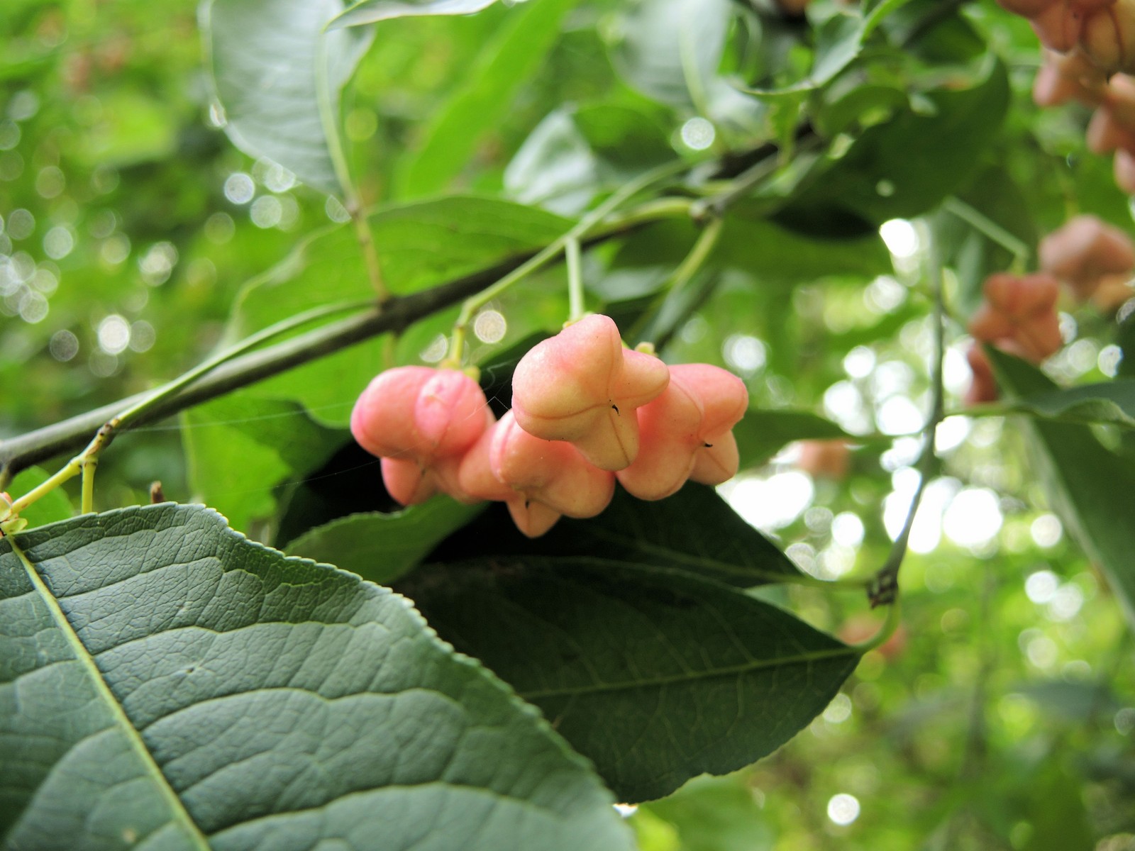 201409201448035 Eastern Wahoo aka Burningbush (Euonymus atropurpureus) - Oakland Co, MI.JPG