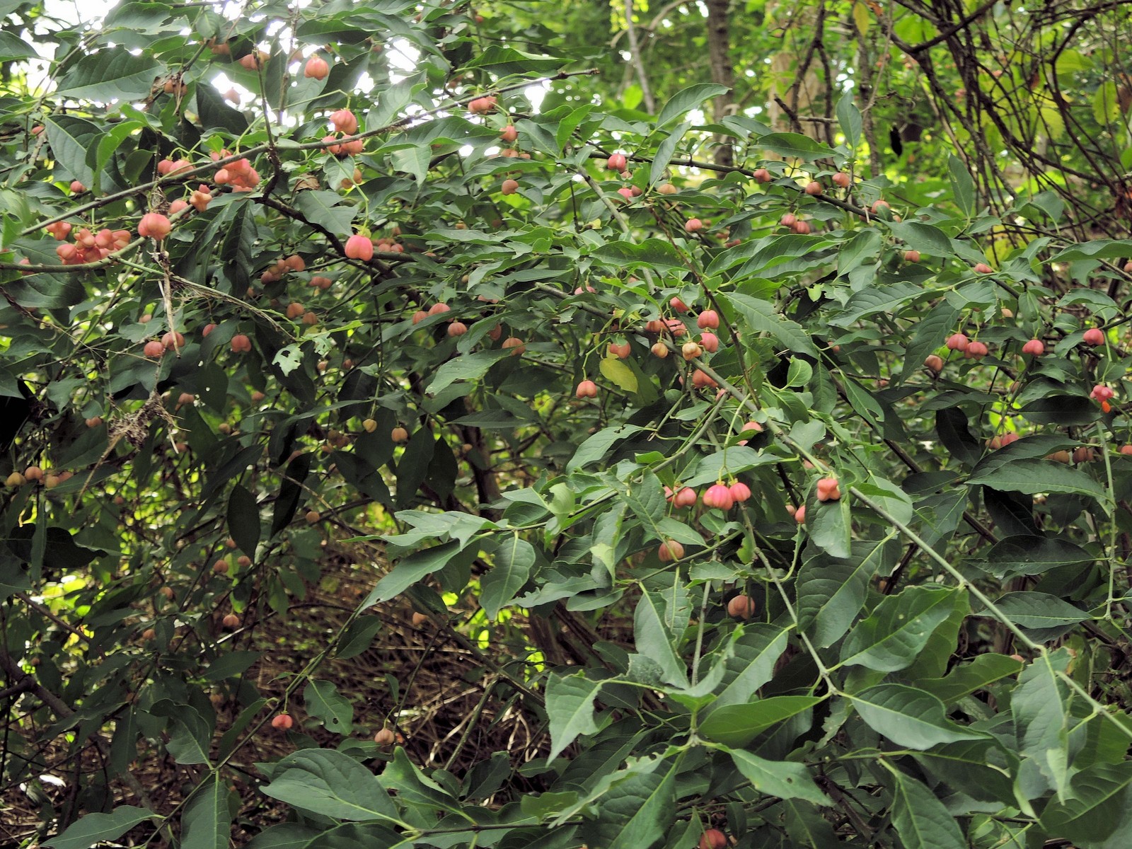 201409201452038 Eastern Wahoo aka Burningbush (Euonymus atropurpureus) - Oakland Co, MI.JPG