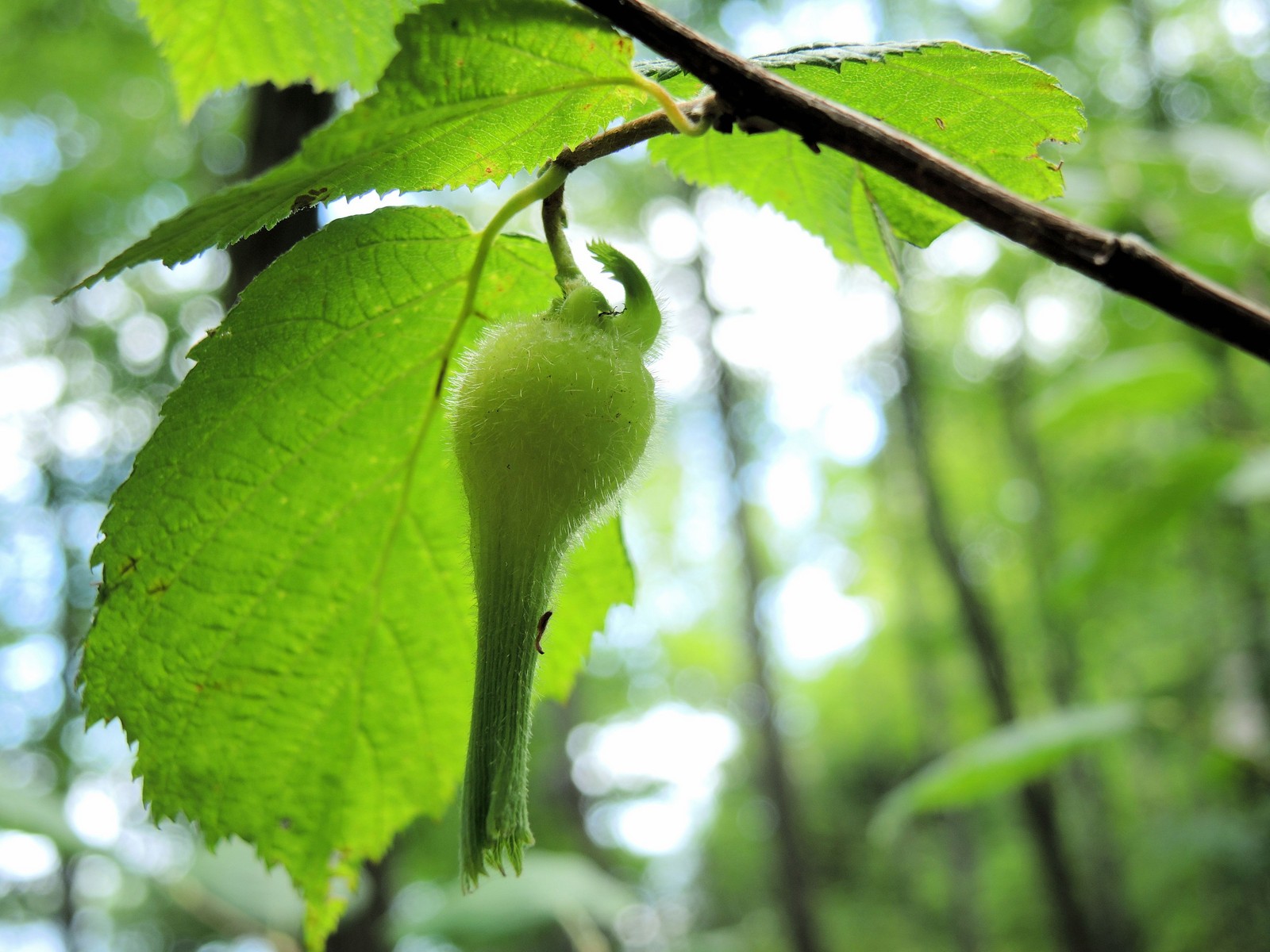 201507311648084 Beaked Hazelnut (Corylus cornuta) - Manitoulin Island, ON.JPG