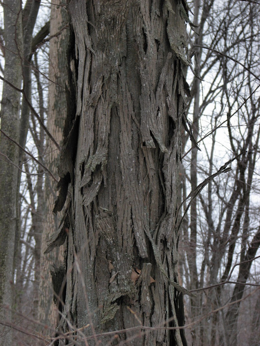 20070408152645 Shagbark Hickory (Carya ovata) - Bald Mountain RA, Oakland RA.jpg