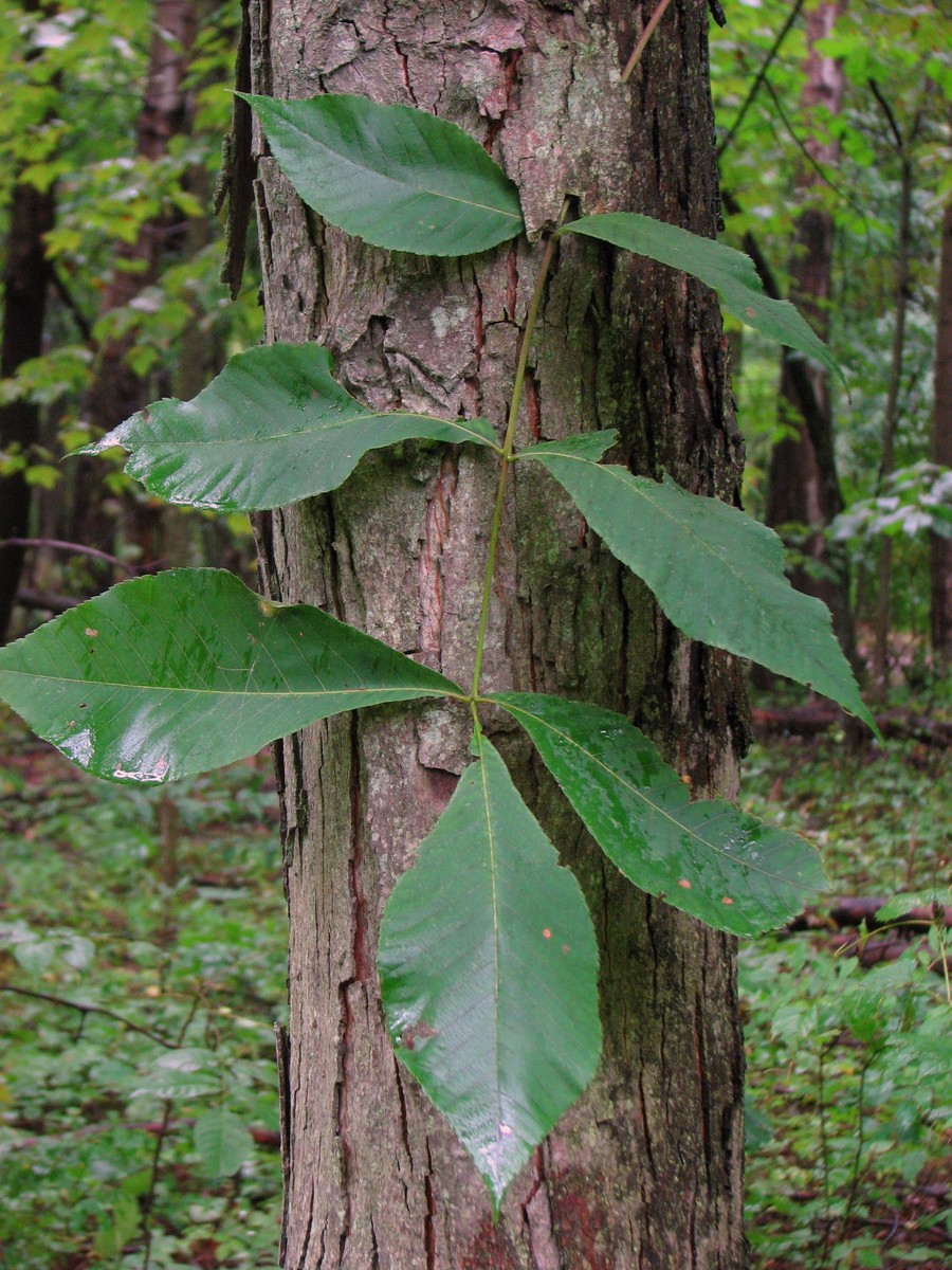 20090828142442 Shagbark Hickory (Carya ovata) - Bald Mountain RA, Oakland Co.JPG