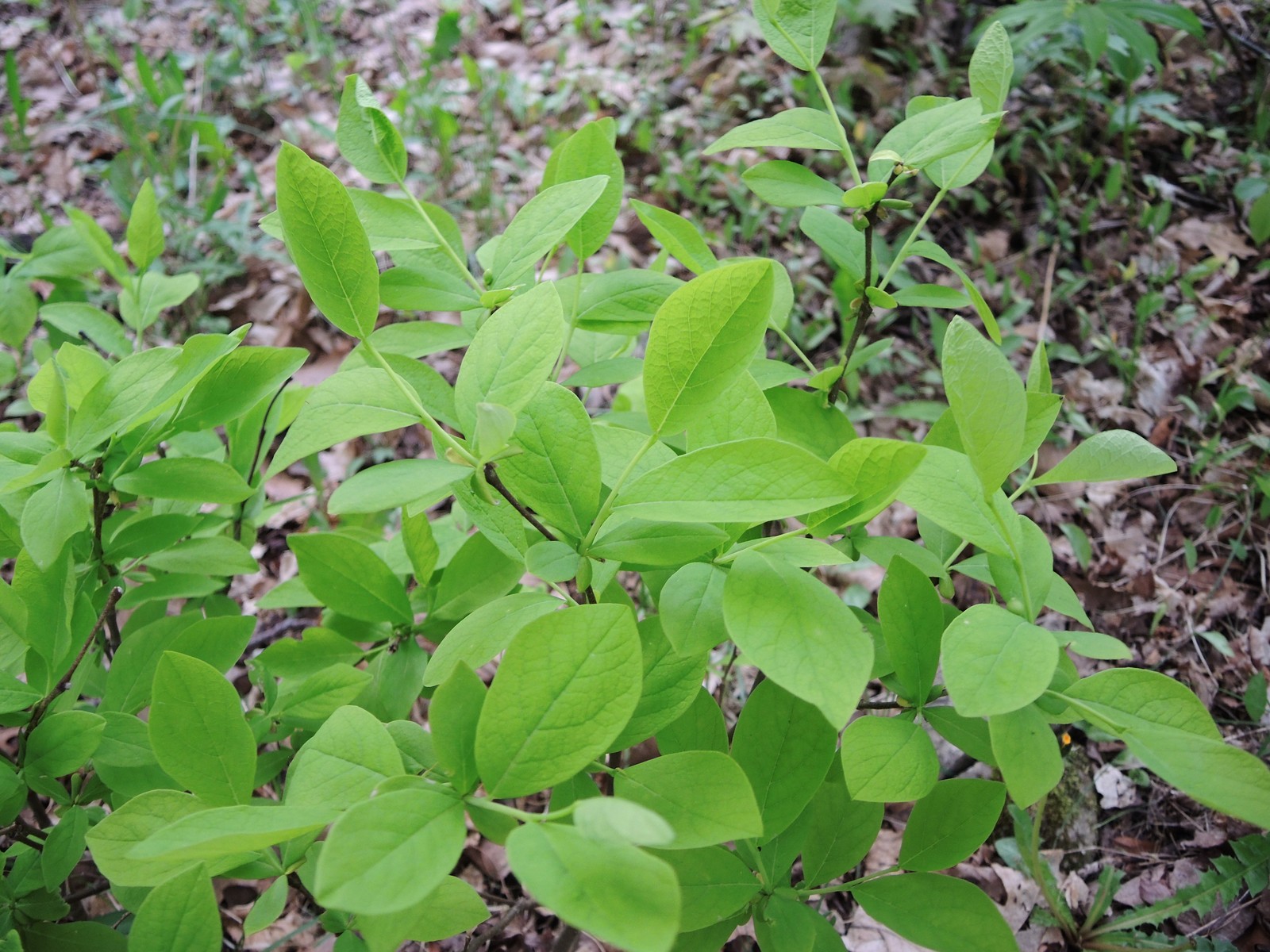 201305271910067 Eastern Leatherwood (Dirca palustris) - Manitoulin Island, ON.JPG