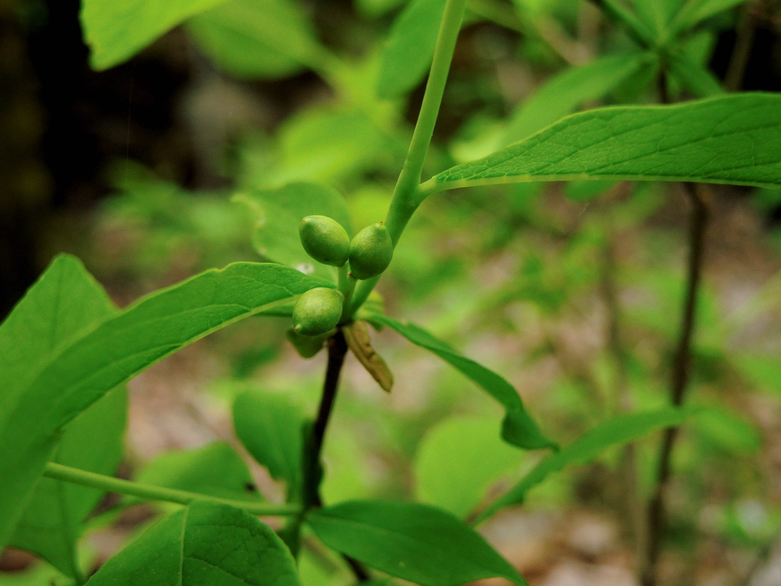 201305281034132 Eastern Leatherwood (Dirca palustris) green berries - Manitoulin Island, ON.JPG