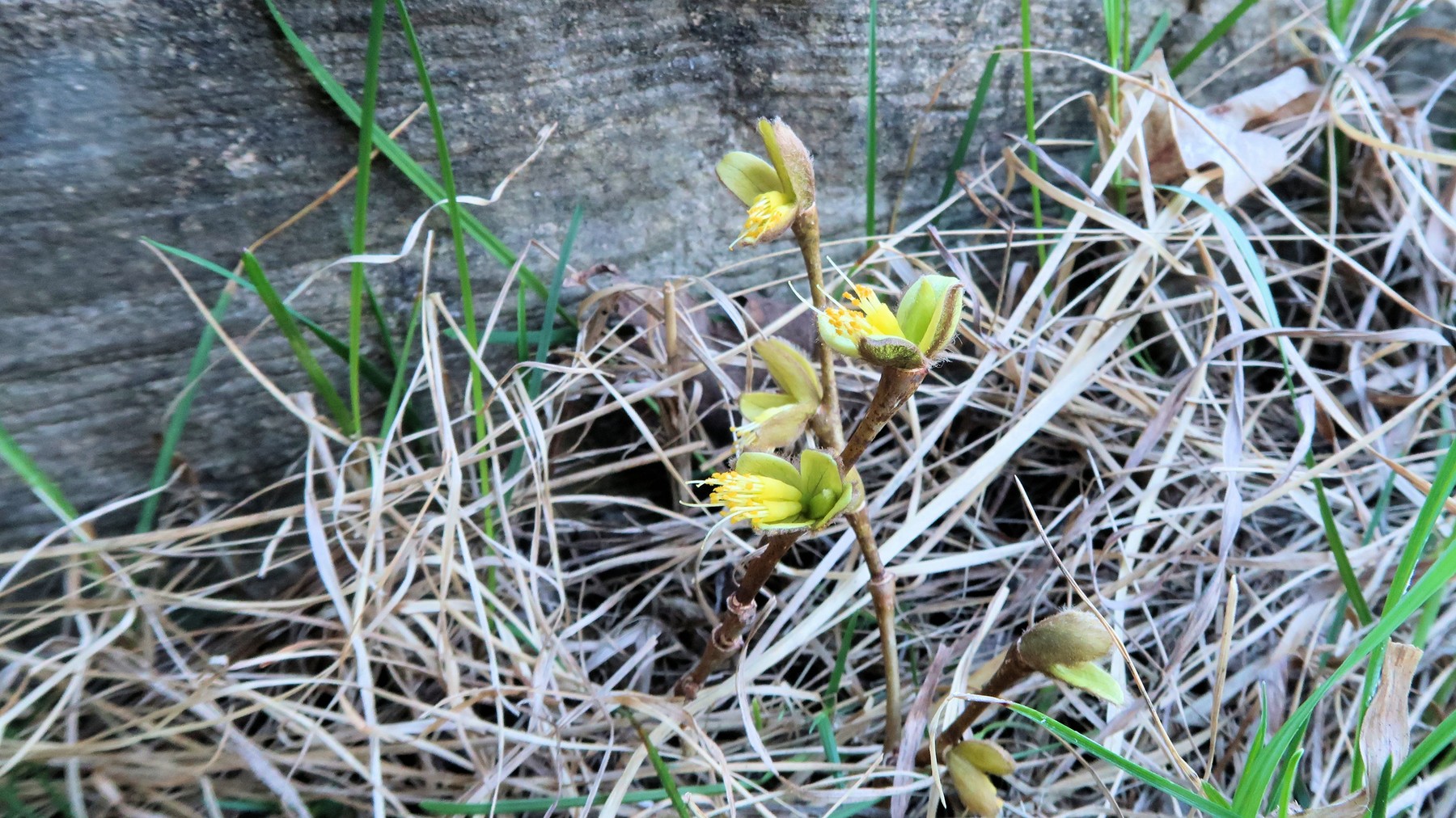 202205061737003 Eastern Leatherwood (Dirca palustris) yellow flowers - Manitoulin Island, Ontario.JPG