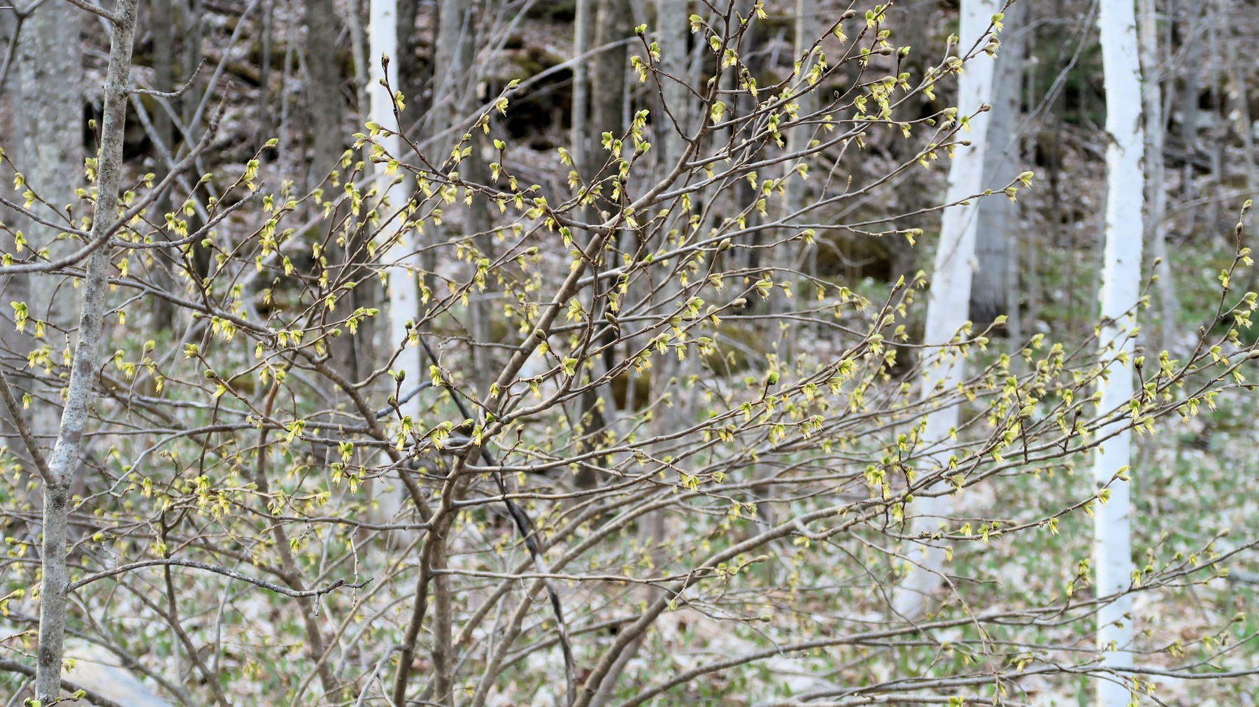 202205091801012 Eastern Leatherwood (Dirca palustris) yellow flowers - Manitoulin Island, Ontario.JPG