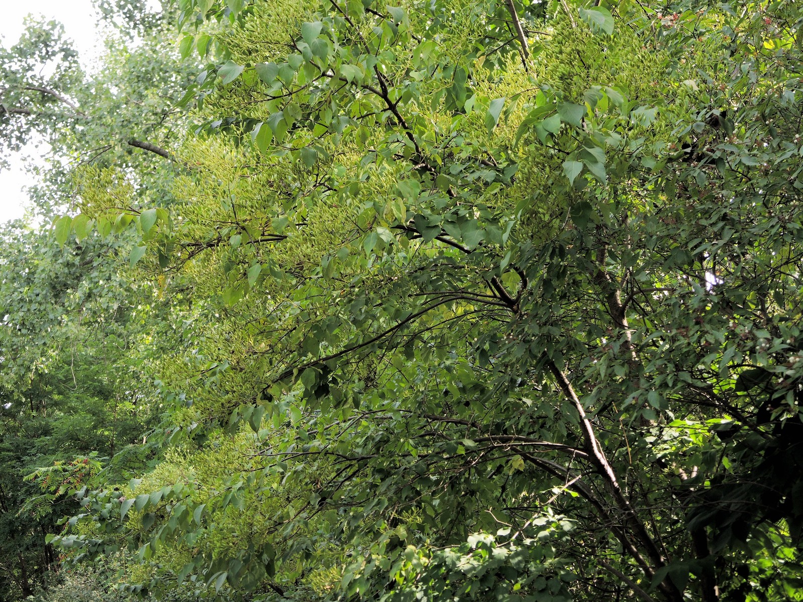 201309081541008 Japanese Tree Lilac (Syringa reticulata) - Oakland Co, MI.JPG