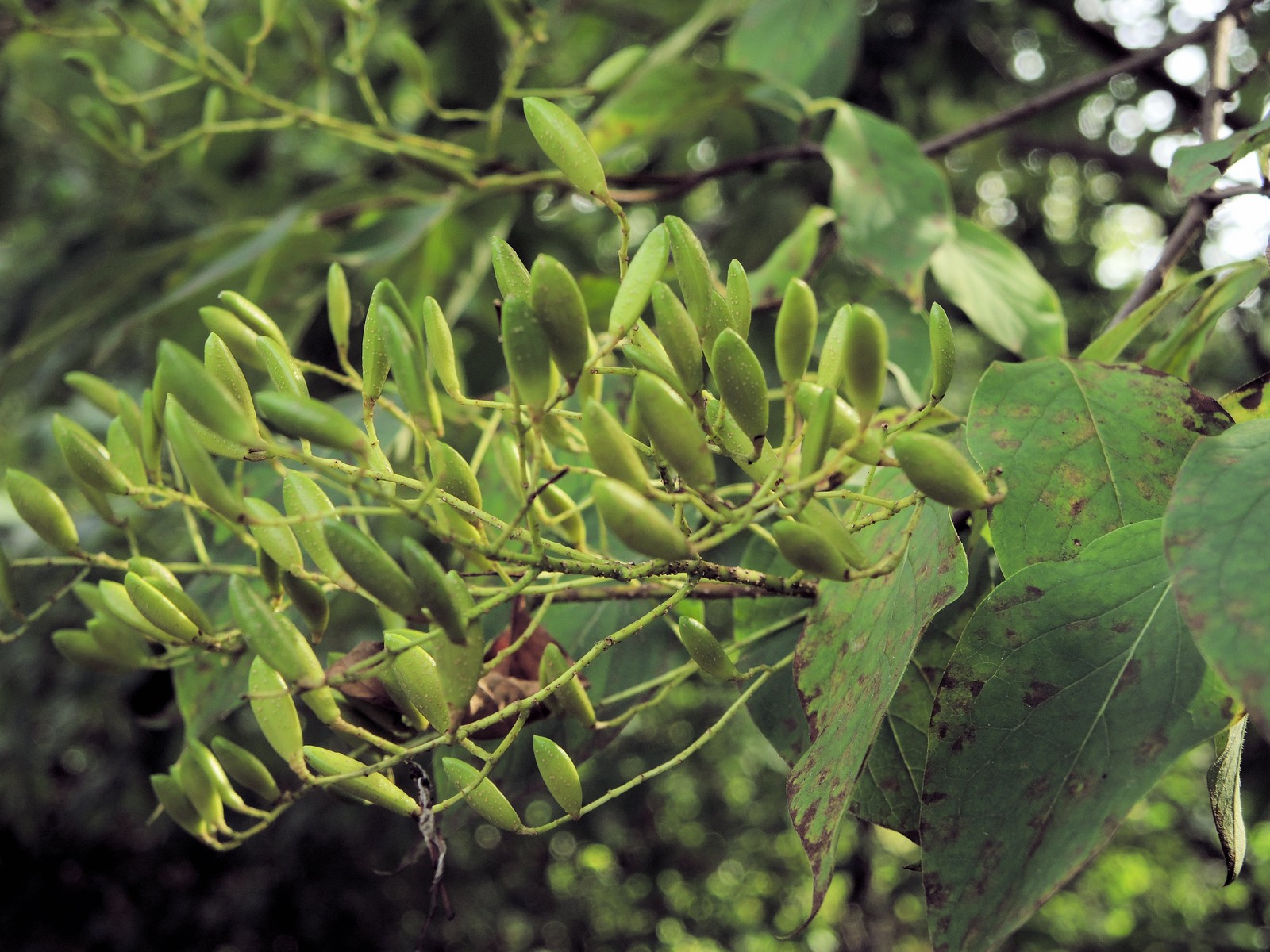 201309081541014 Japanese Tree Lilac (Syringa reticulata) - Oakland Co, MI.JPG