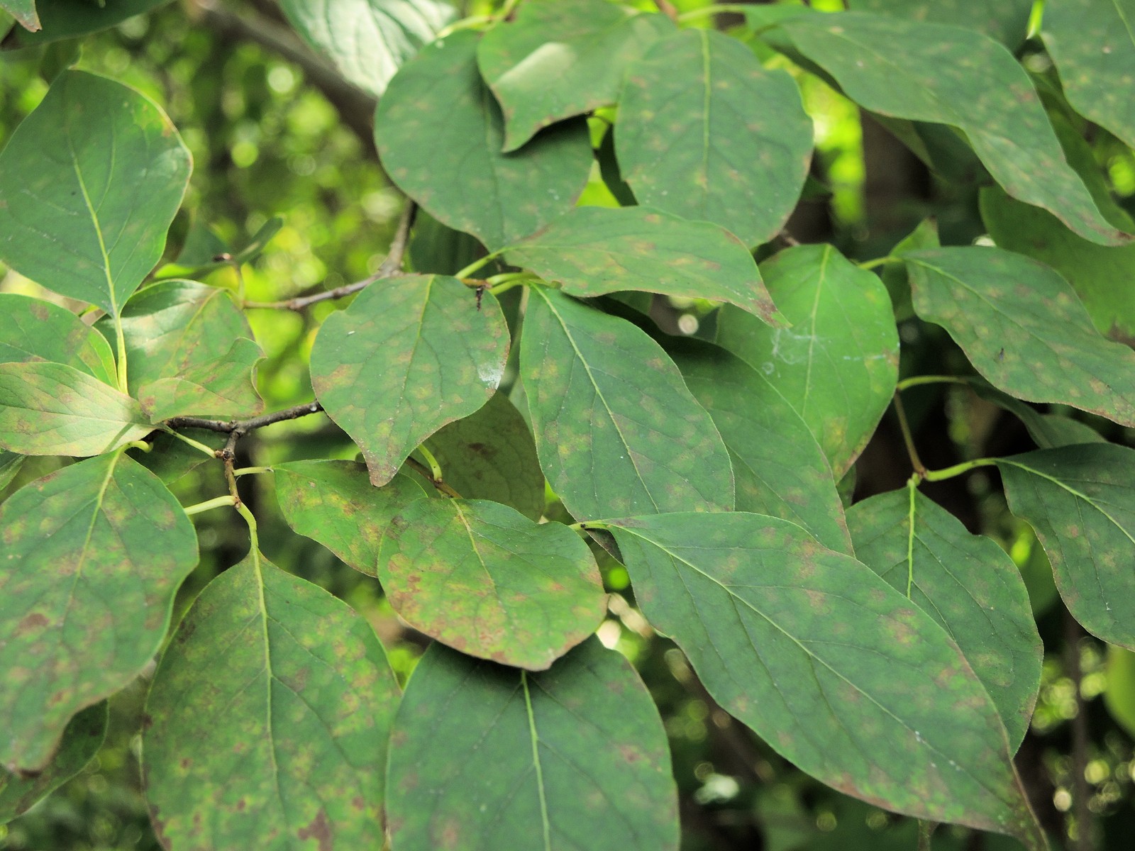 201309081542017 Japanese Tree Lilac (Syringa reticulata) - Oakland Co, MI.JPG