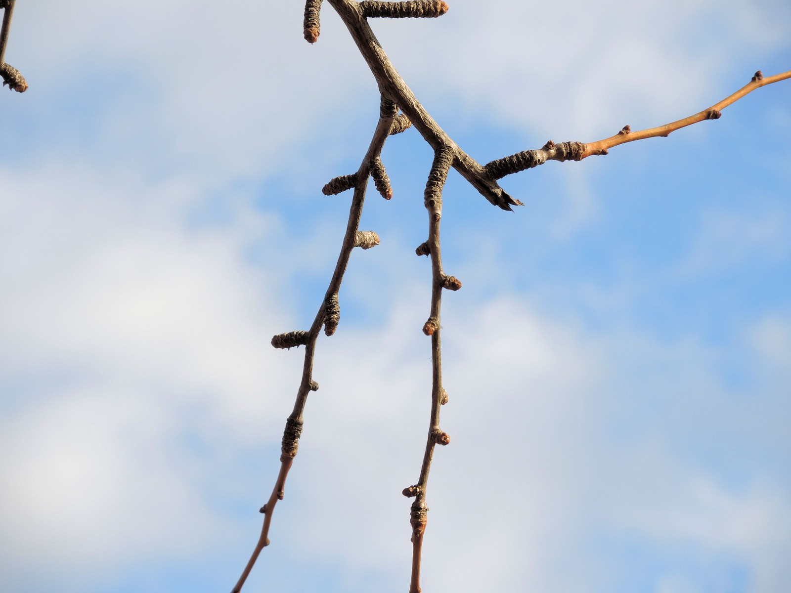 20160203101803 Maidenhair Tree (Ginkgo biloba) - Wayne Co, Michigan.JPG