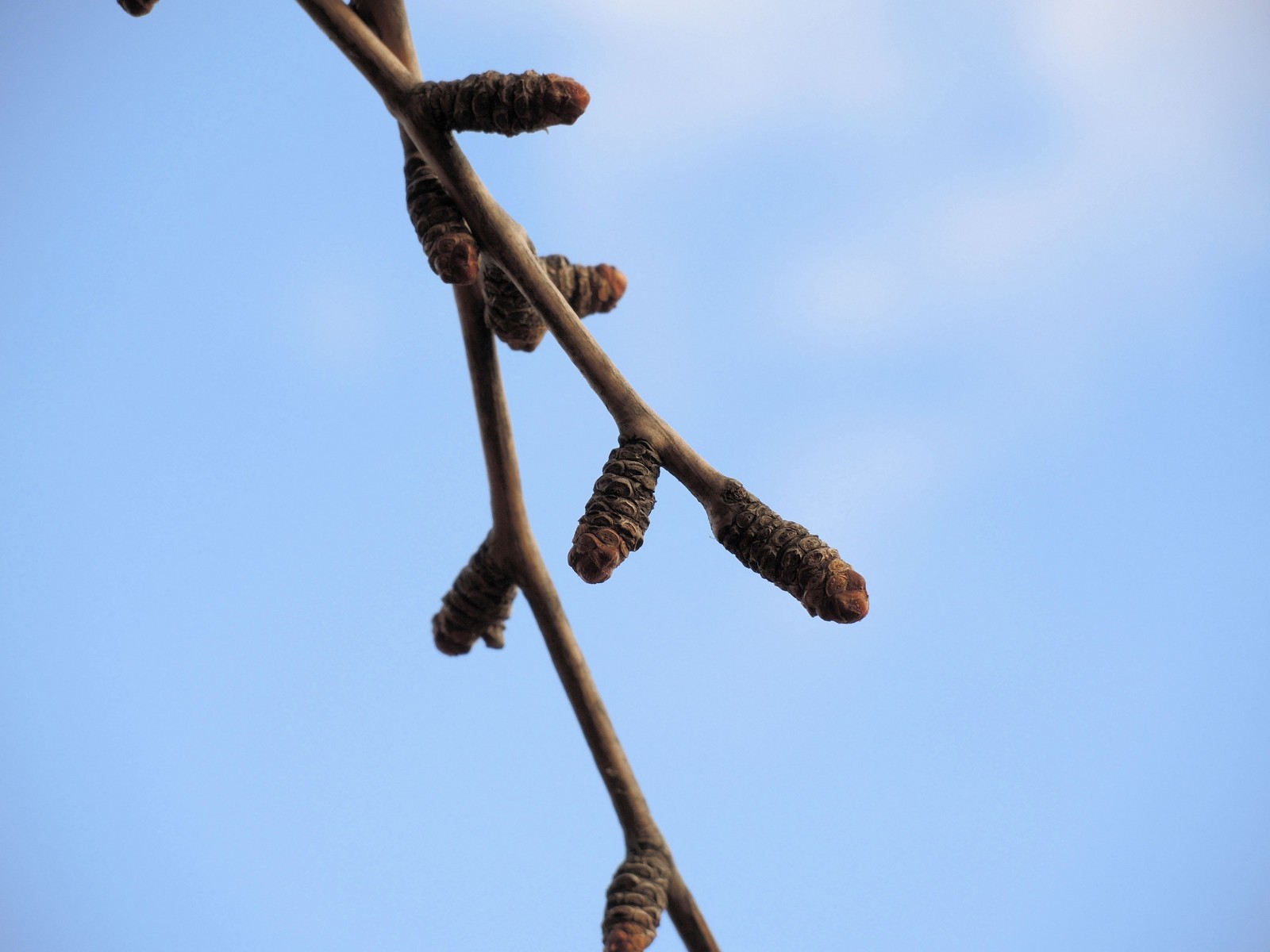 20160203101909 Maidenhair Tree (Ginkgo biloba) - Wayne Co, Michigan.JPG