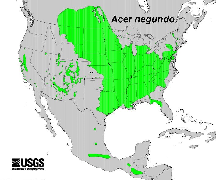200602 Box-Elder (Acer negundo) - USGS Distribution Map.jpg