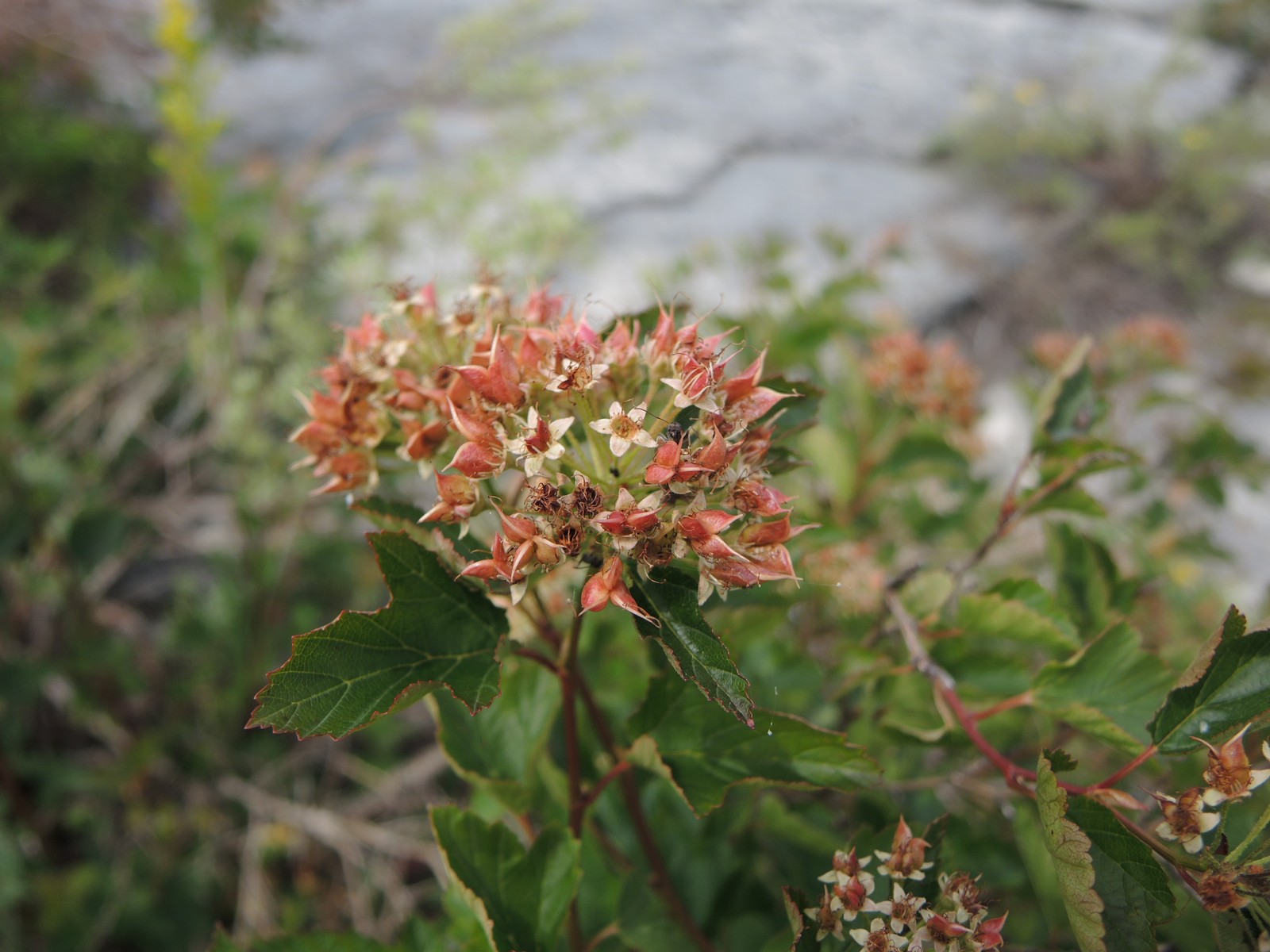 201408041257181 Ninebark (Physocarpus opulifolius) - Misery Bay, Nature Preserve - Manitoulin Island.JPG