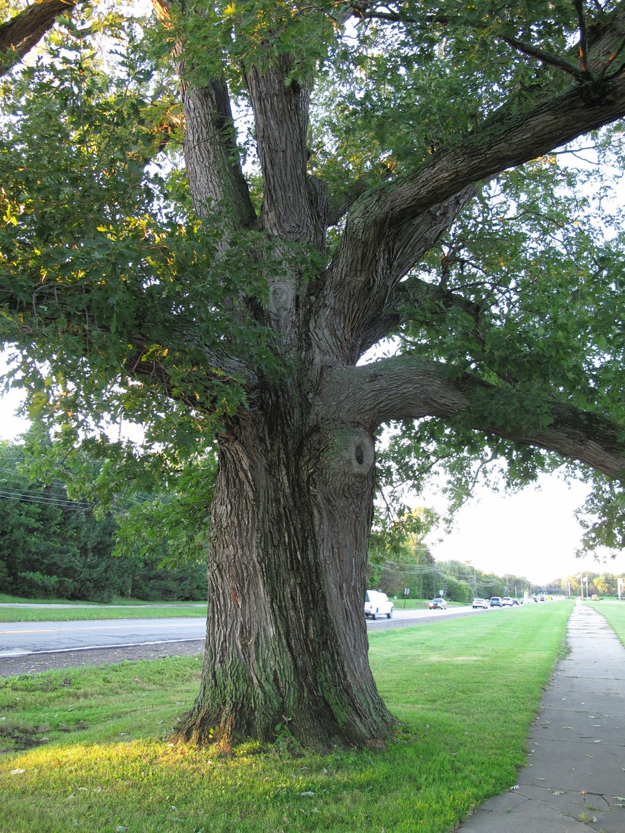 201108250709007 Bebb Oak (Quercus bebbiana [alba macrocarpa]) - Rochester Hills, Oakland Co, MI.JPG