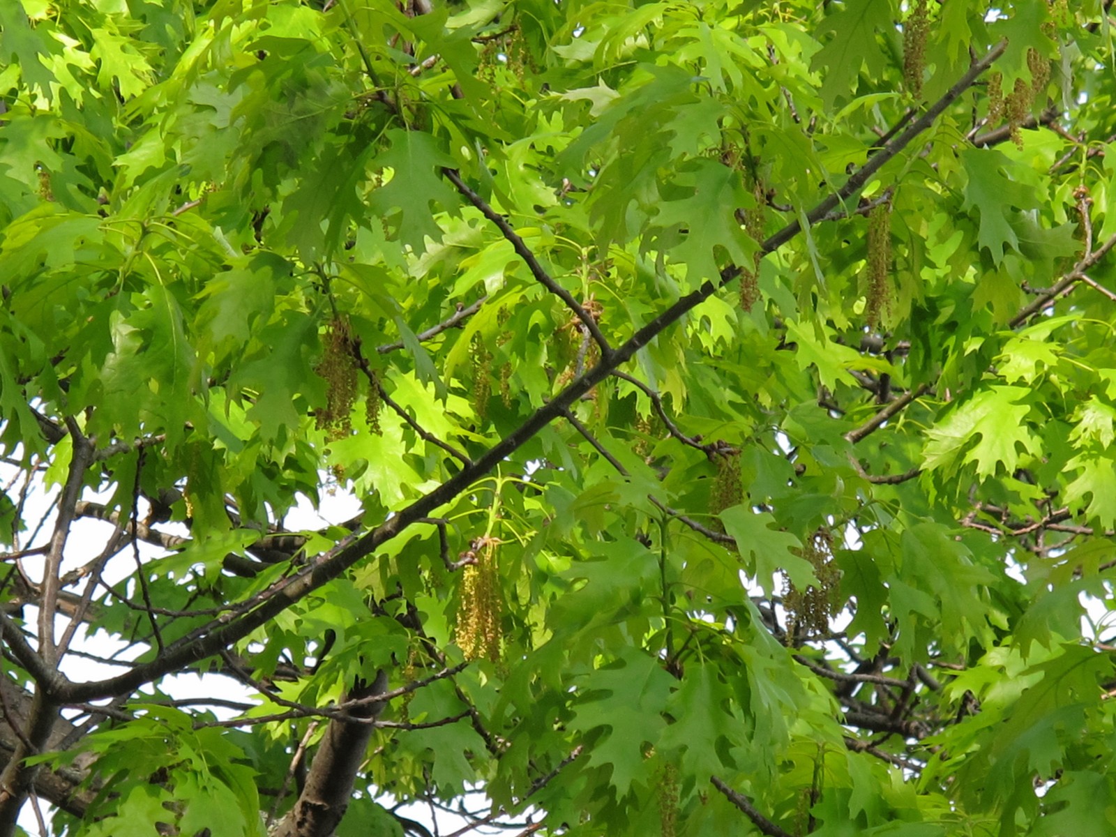 201106041640032  Northern Red Oak (Quercus rubra) - Manitoulin Island, ON.JPG