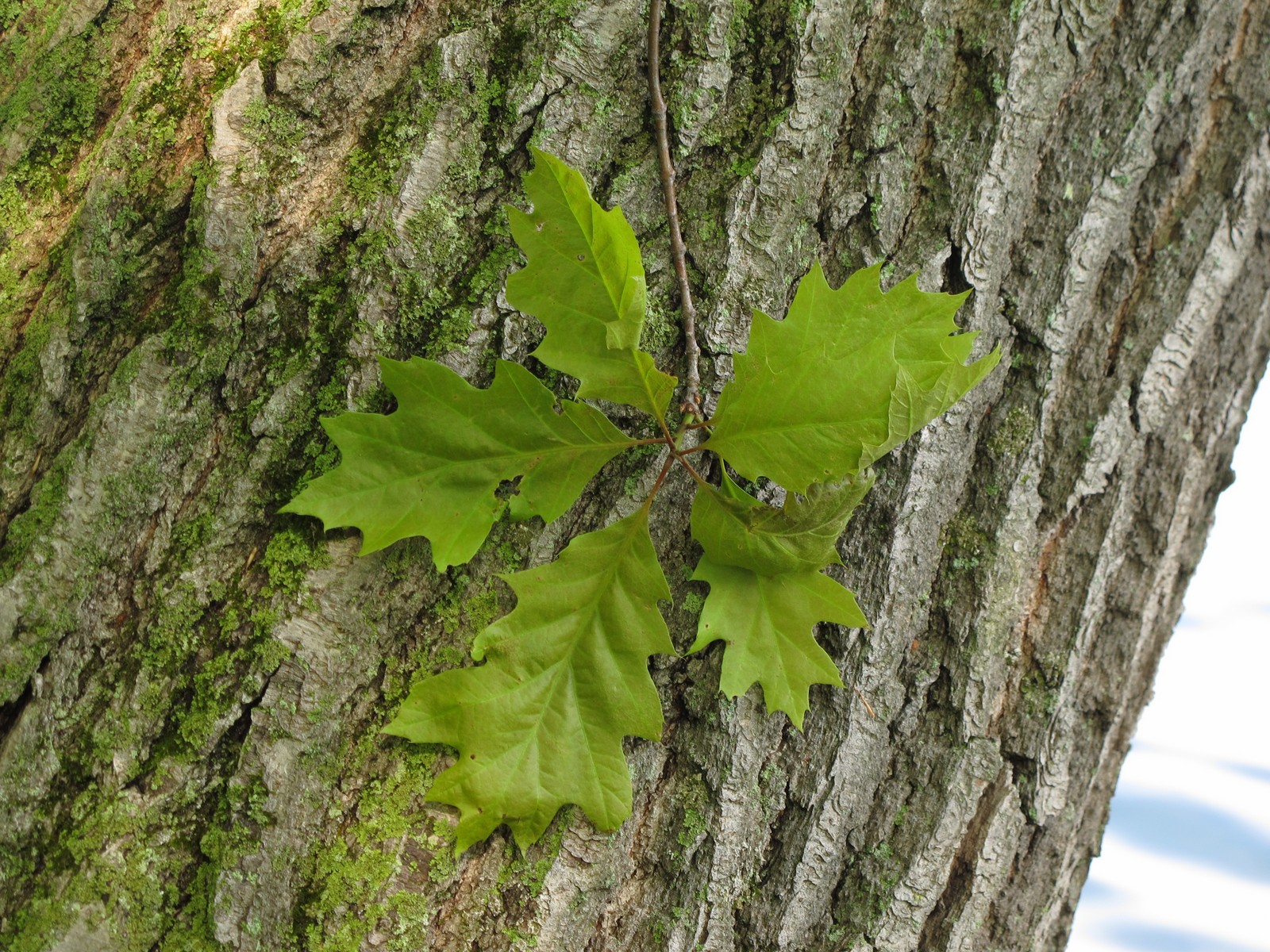 201106041642045  Northern Red Oak (Quercus rubra) - Manitoulin Island, ON.JPG