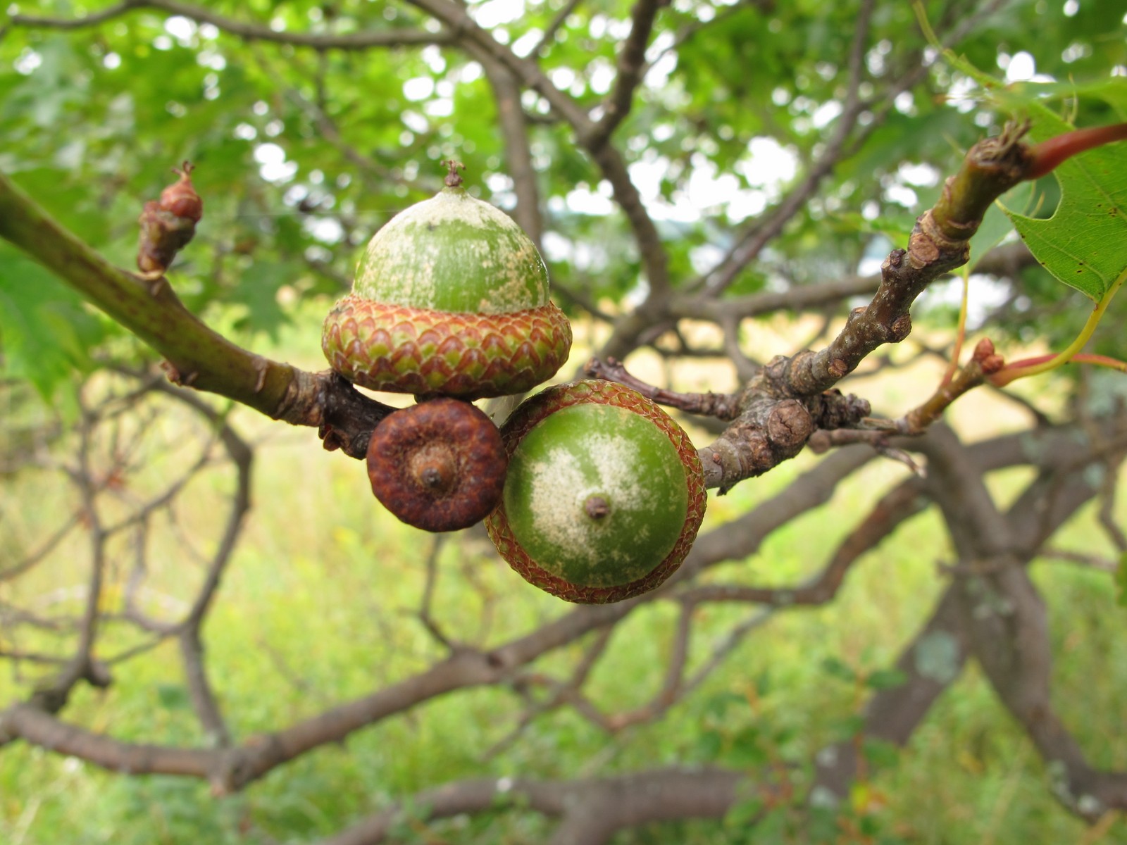 201108031336056 Red Oak (Quercus rubra) acorns - Manitoulin Island, ON.JPG