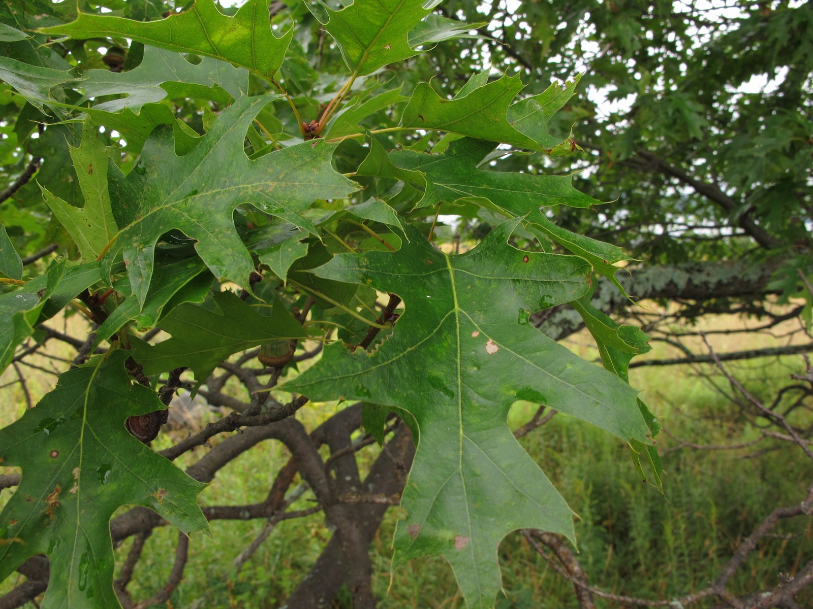 201108031336058 Red Oak (Quercus rubra) leaves - Manitoulin Island, ON.JPG