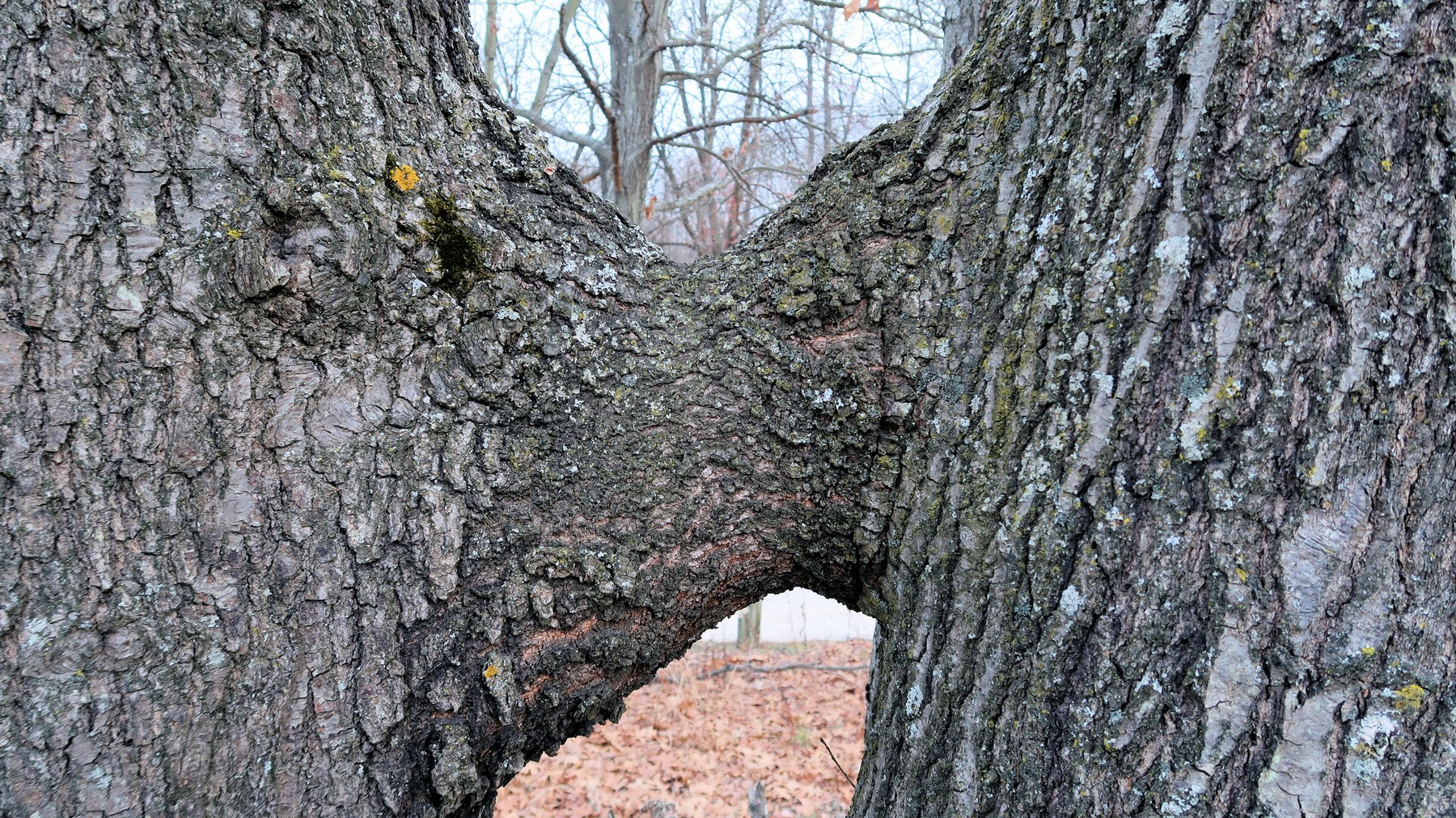 201912161613013 Red Oak (Quercus rubra) tree trunks conjoined (Inosculation) - Bald Mountain RA, Oakland Co, MI.JPG