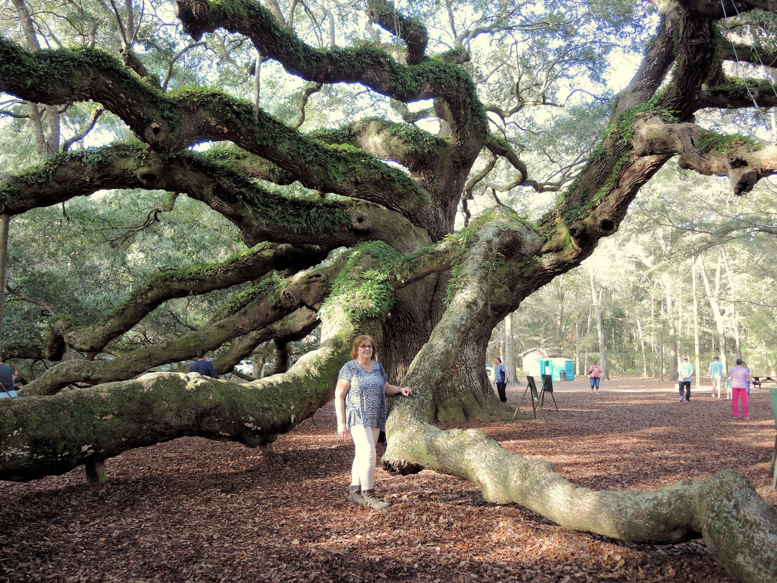 20151226143710 Southern Live Oak aka Angel Oak (Quercus virginiana) tree - Charleston, SC.JPG