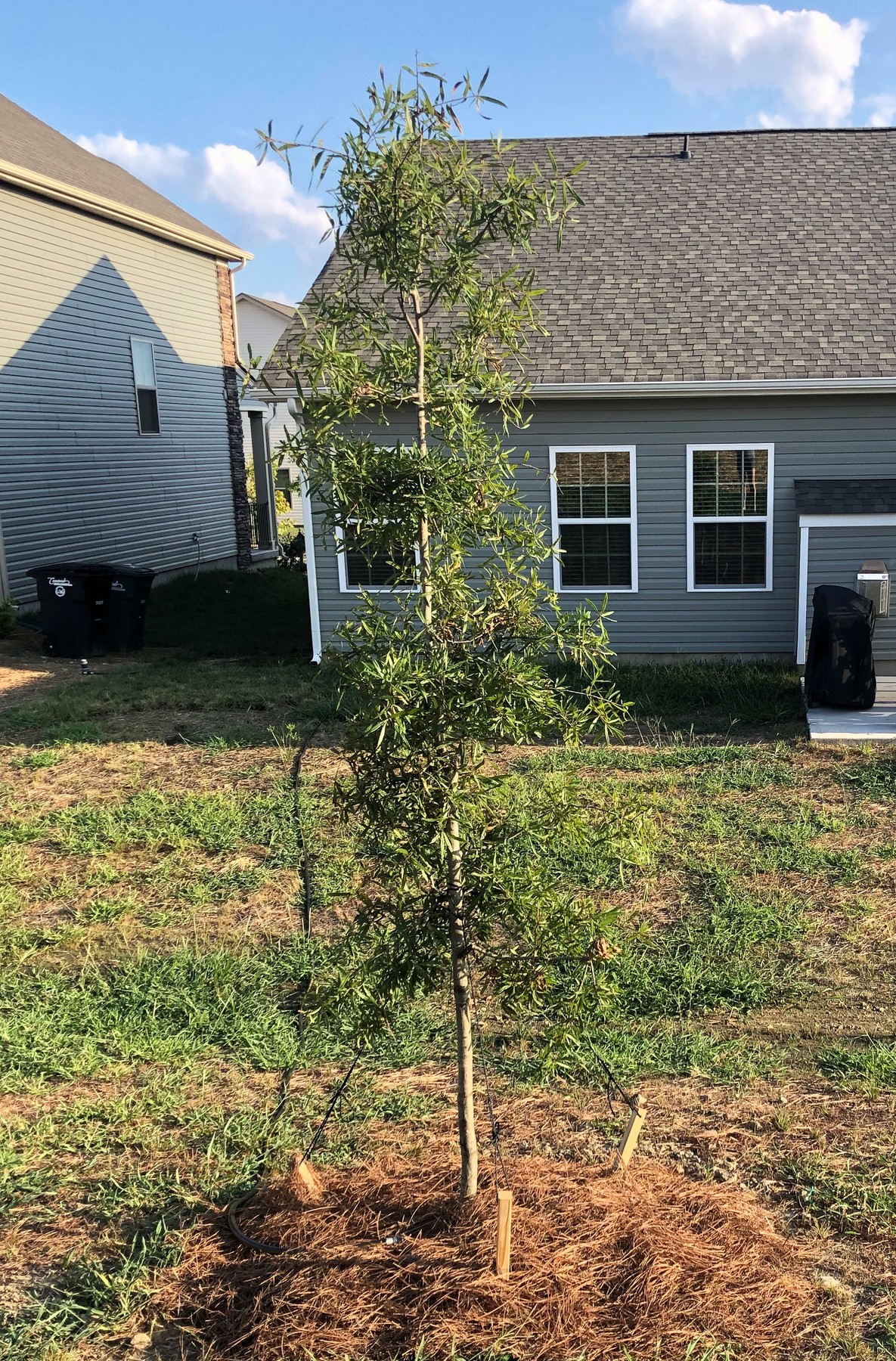 201908031851004 Willow Oak (Quercus phellos) - Cabarras Co, NC.jpg