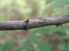200608192770 common Pricklyash (Zanthoxylum americanum) - Oakland Co.JPG