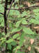 200609162972 common Pricklyash (Zanthoxylum americanum) - Oakland Co.JPG