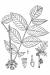 200708 common Pricklyash (Zanthoxylum americanum) - USDA Illustration.jpg