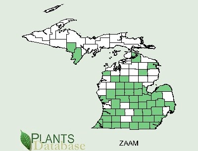 200708 common Pricklyash (Zanthoxylum americanum) - USDA MI Distribution Map.jpg
