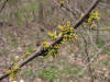 2008050117490015 common Pricklyash (Zanthoxylum americanum) greenish-yellow flowers flowers - Clinton River, Oakland Co.JPG