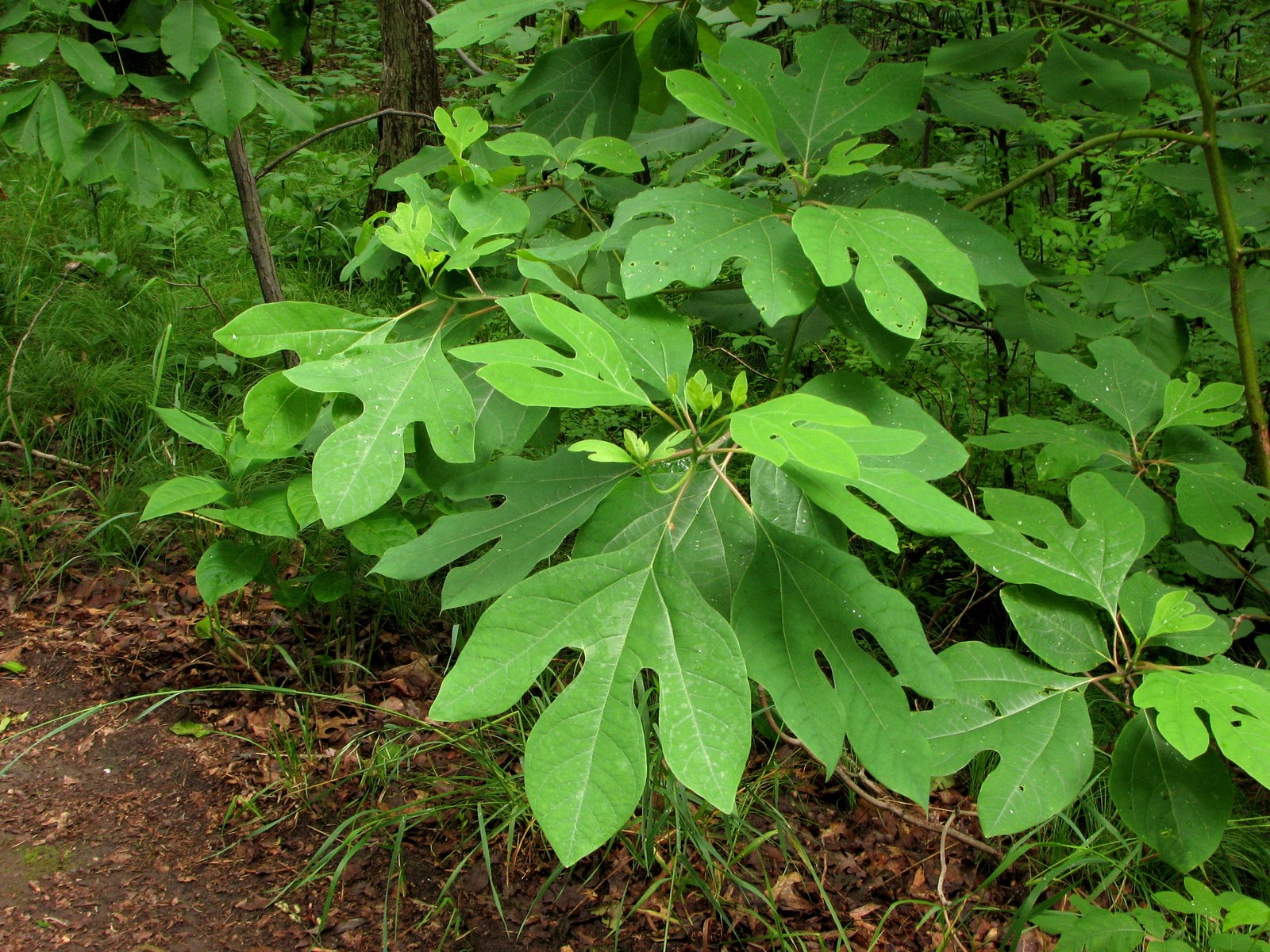 20090618112951 Sassafras (Sassafras albidum) tree - Pontiac Lake RA, Oakland Co.JPG