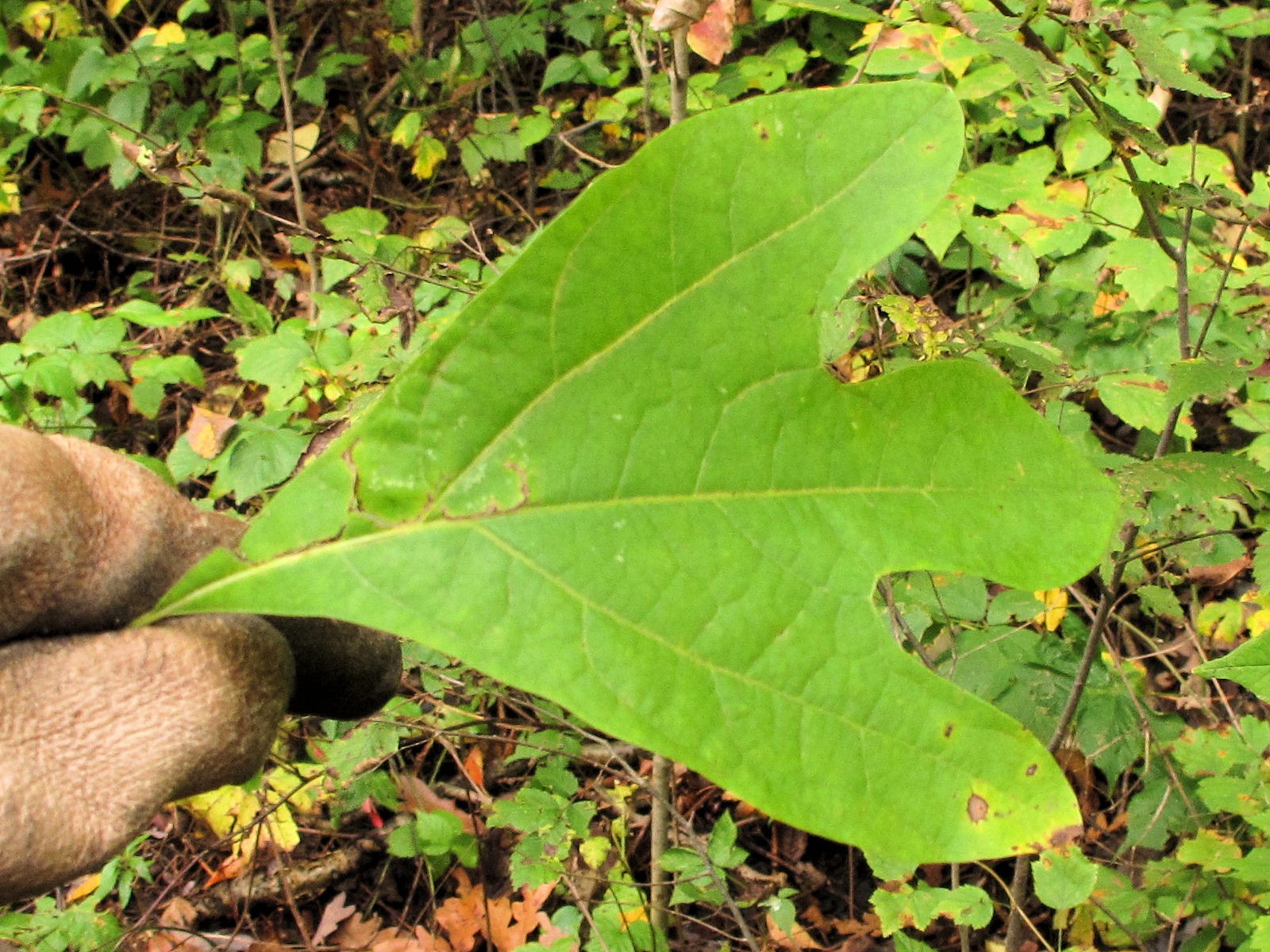 201110011210001 Sassafras (Sassafras albidum) tree - Bald Mountain RA, Oakland Co, MI.JPG