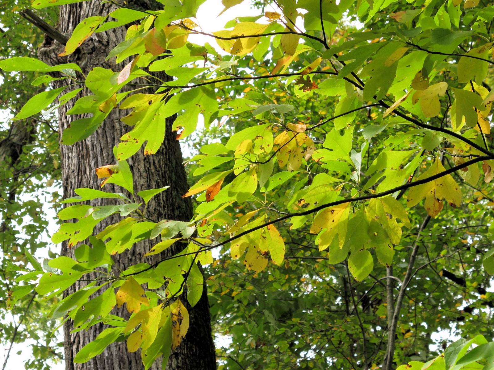 201110011210003 Sassafras (Sassafras albidum) tree - Bald Mountain RA, Oakland Co, MI.JPG