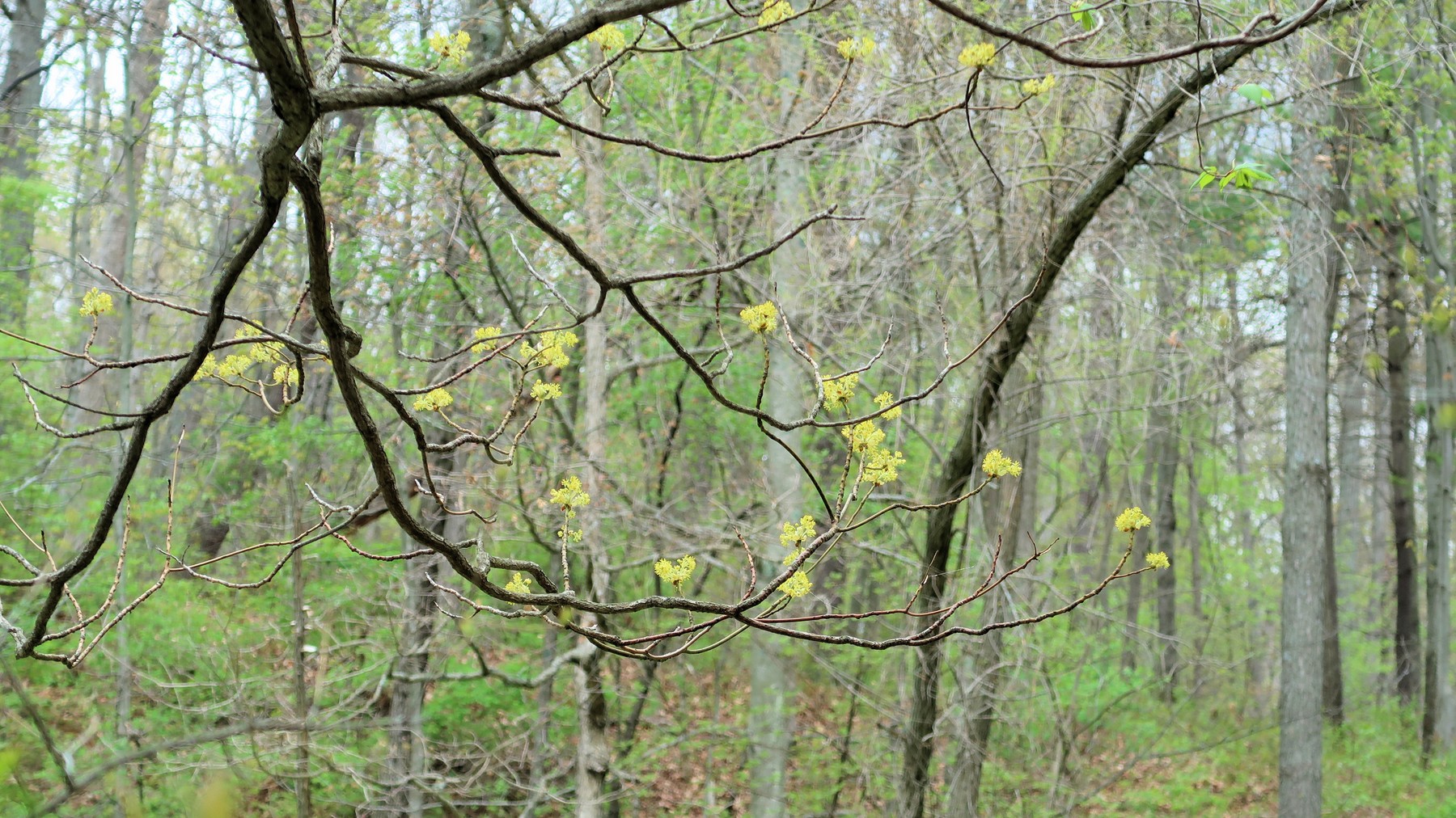 202105051410018 Sassafras (Sassafras albidum) tree yellow flowers - Bald Mountain, Oakland Co, MI.JPG