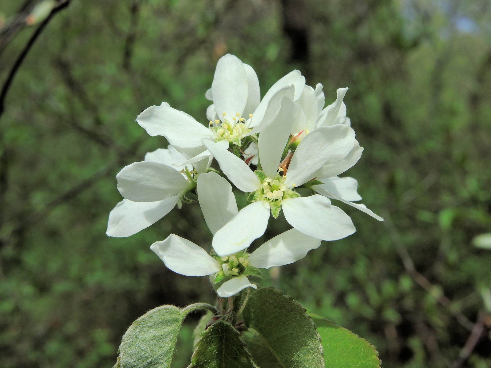 201305111446022 Downy Serviceberry or Juneberry (Amelanchier arborea) - Bald Mountain RA, Oakland Co.JPG